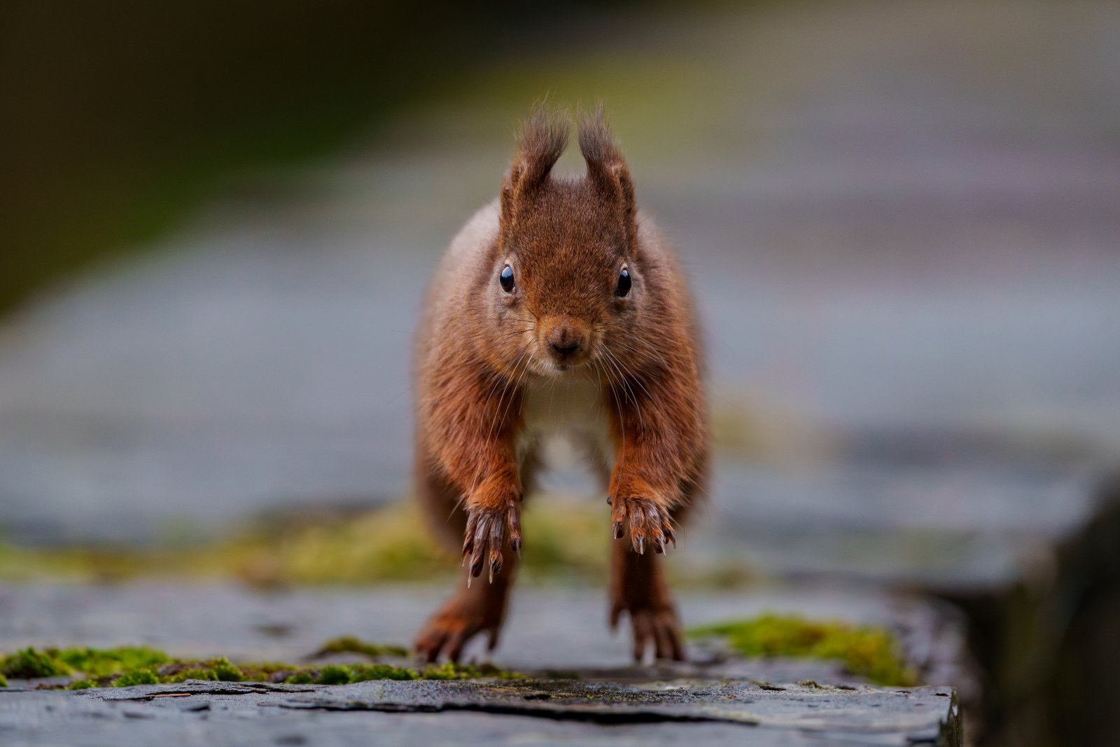Red Squirrel, Full Alert - a photography print from NorthernPixl