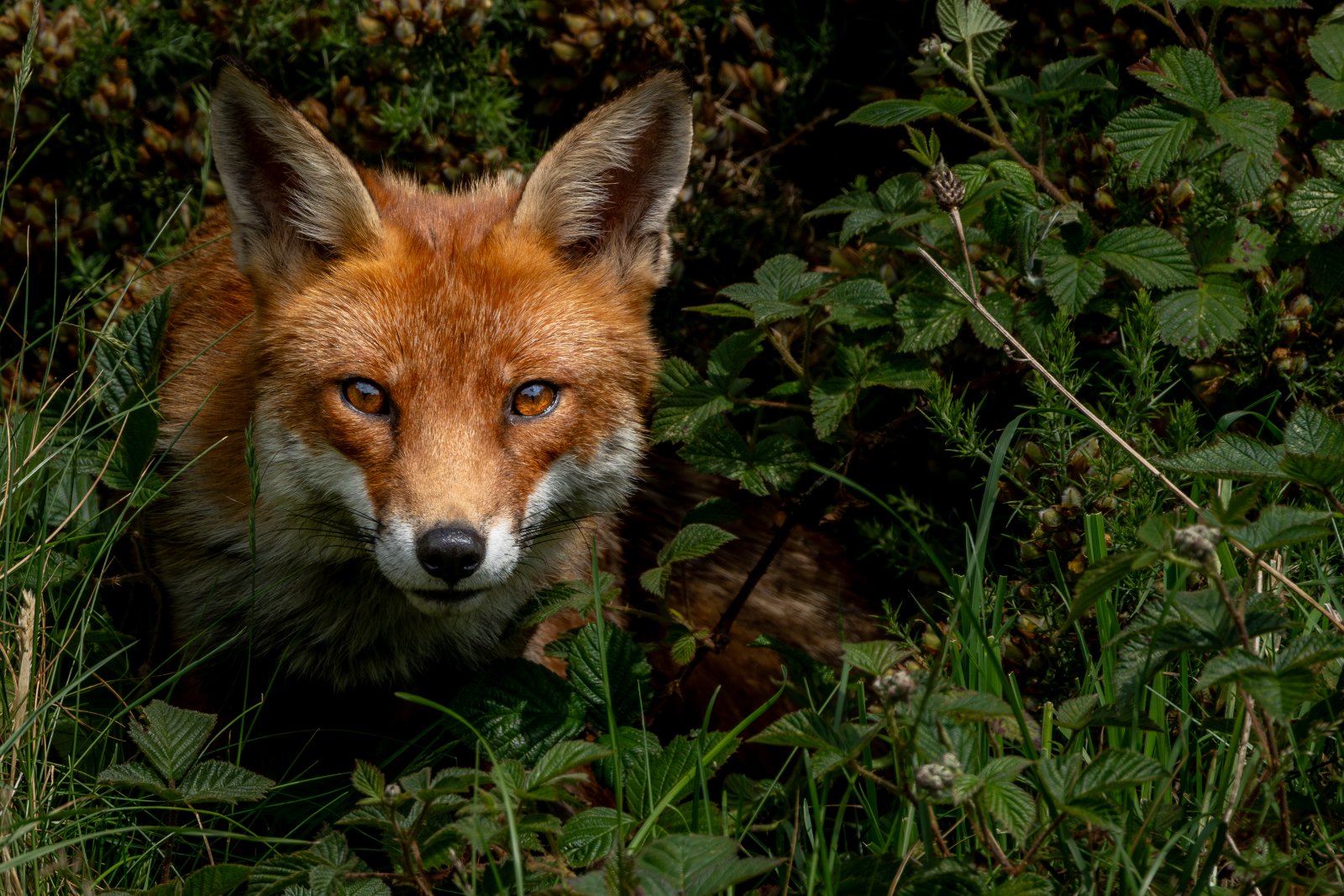 Fox in the Shadows - a photography print from NorthernPixl