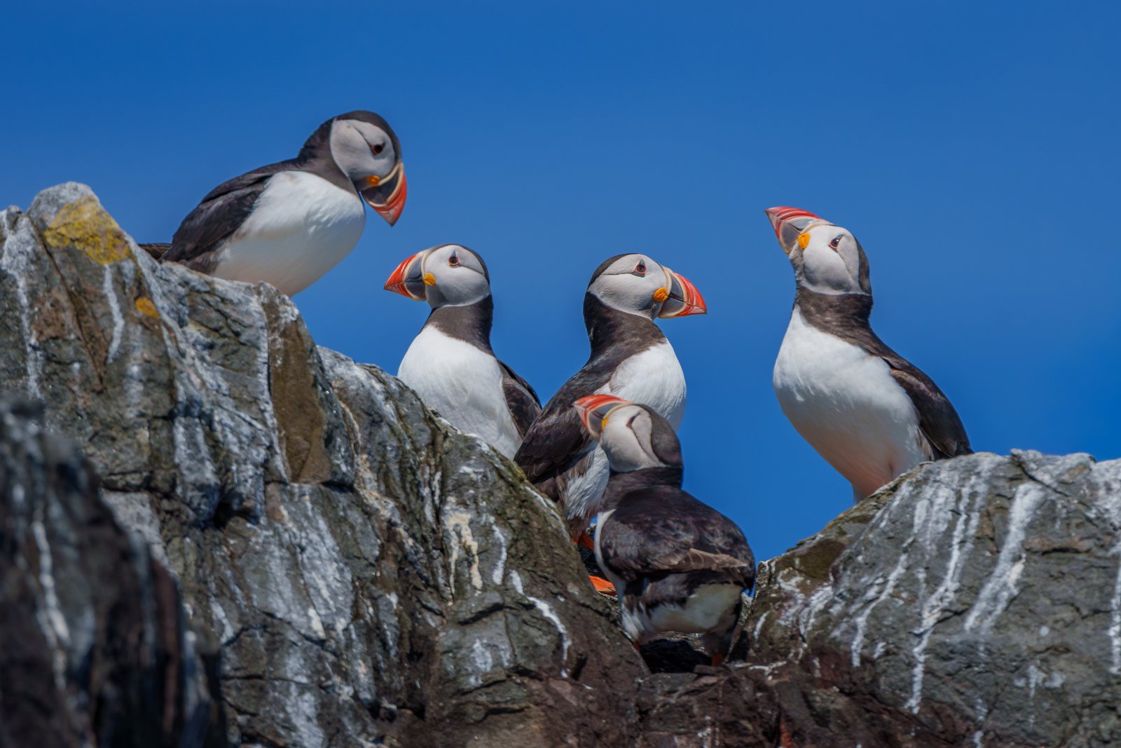 Puffin Parliament, Farne Islands - a photography print from NorthernPixl