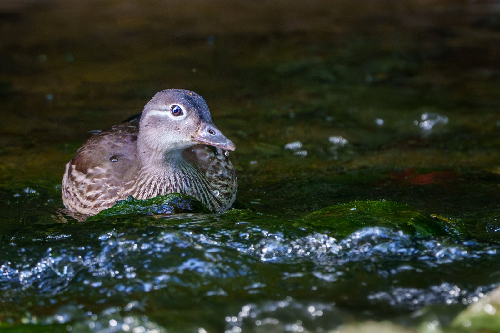 Mandarin Duck at the Waterline - a photography print from NorthernPixl