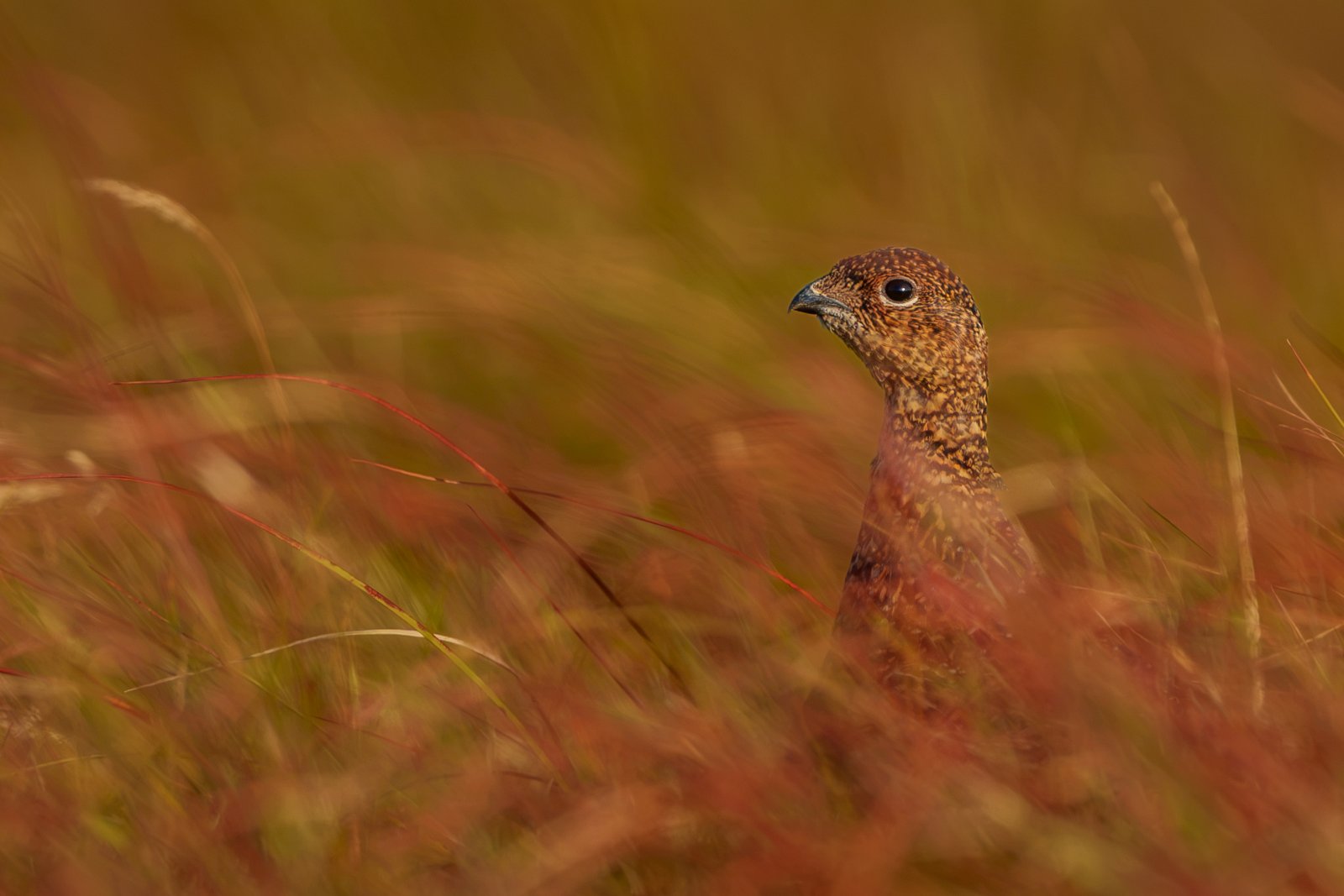 Hen Grouse in the Heather - a photography print from NorthernPixl
