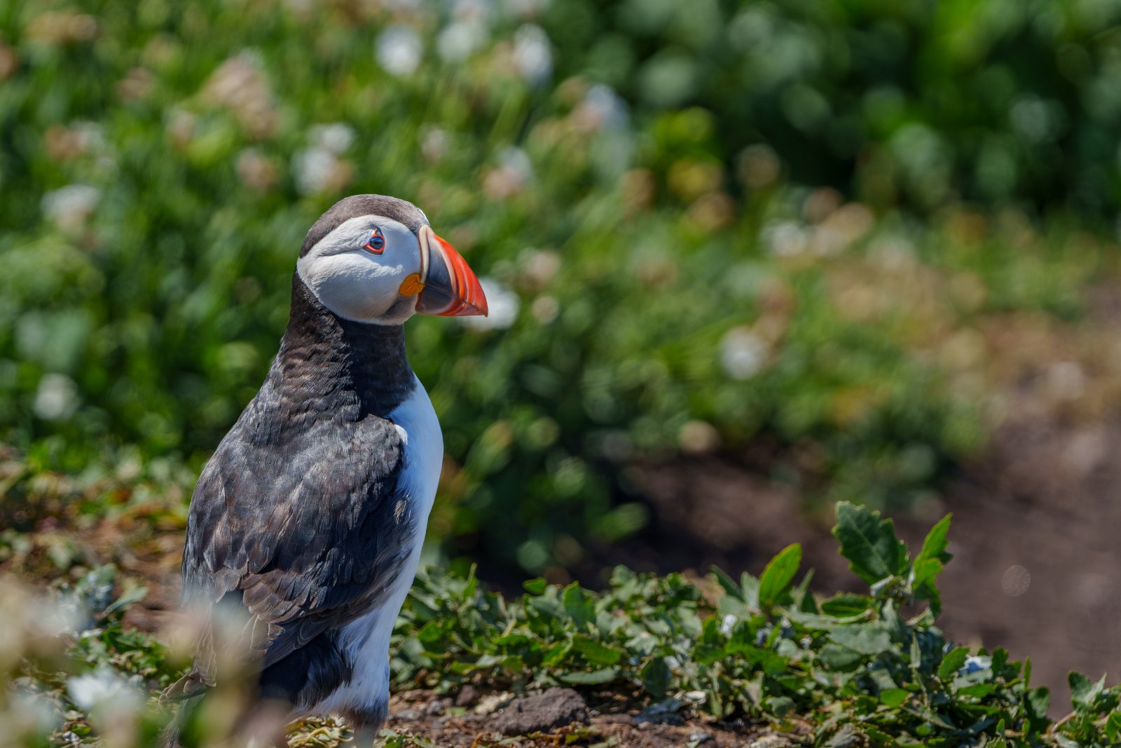 Puffin in the Campion - a photography print from NorthernPixl
