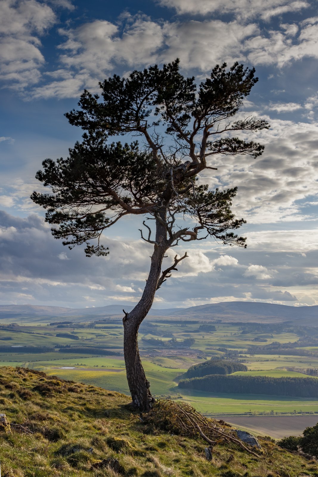 The Lone Pine - a photography print from NorthernPixl