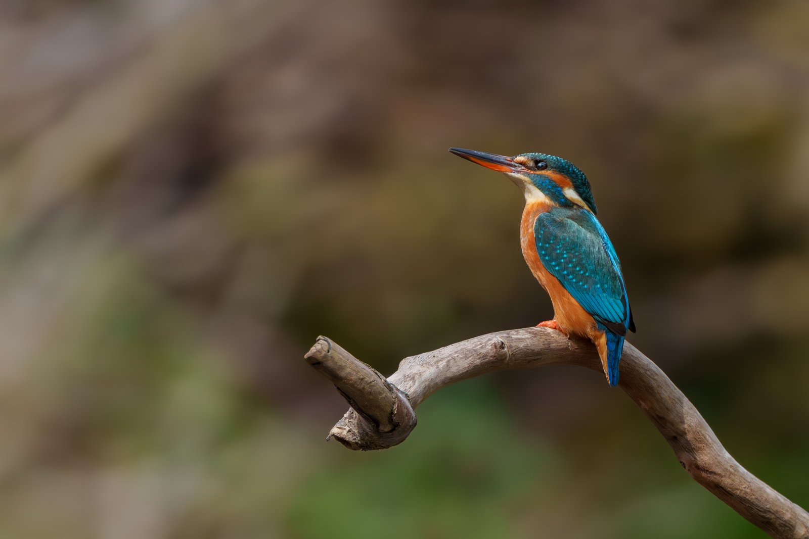 Kingfisher on the Perch - a photography print from NorthernPixl