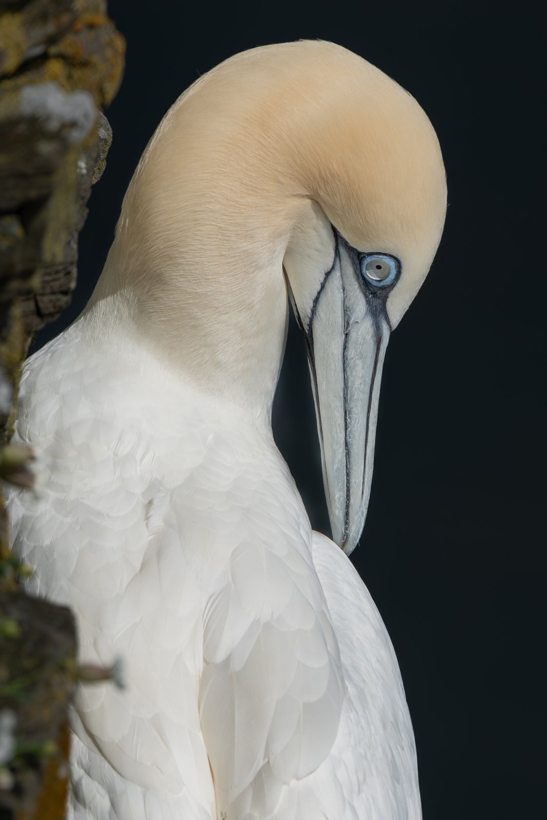 Gannet Preening - a photography print from NorthernPixl
