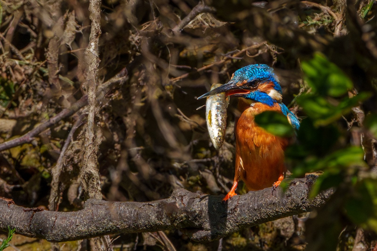 Kingfisher with Its Catch - a photography print from NorthernPixl