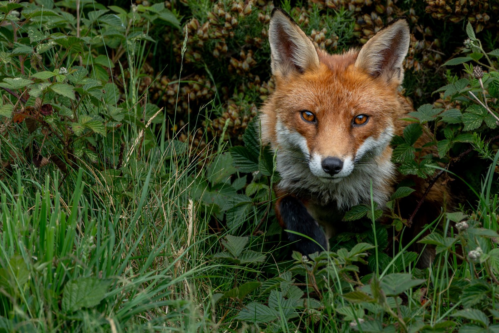 Fox in the Brambles - a photography print from NorthernPixl
