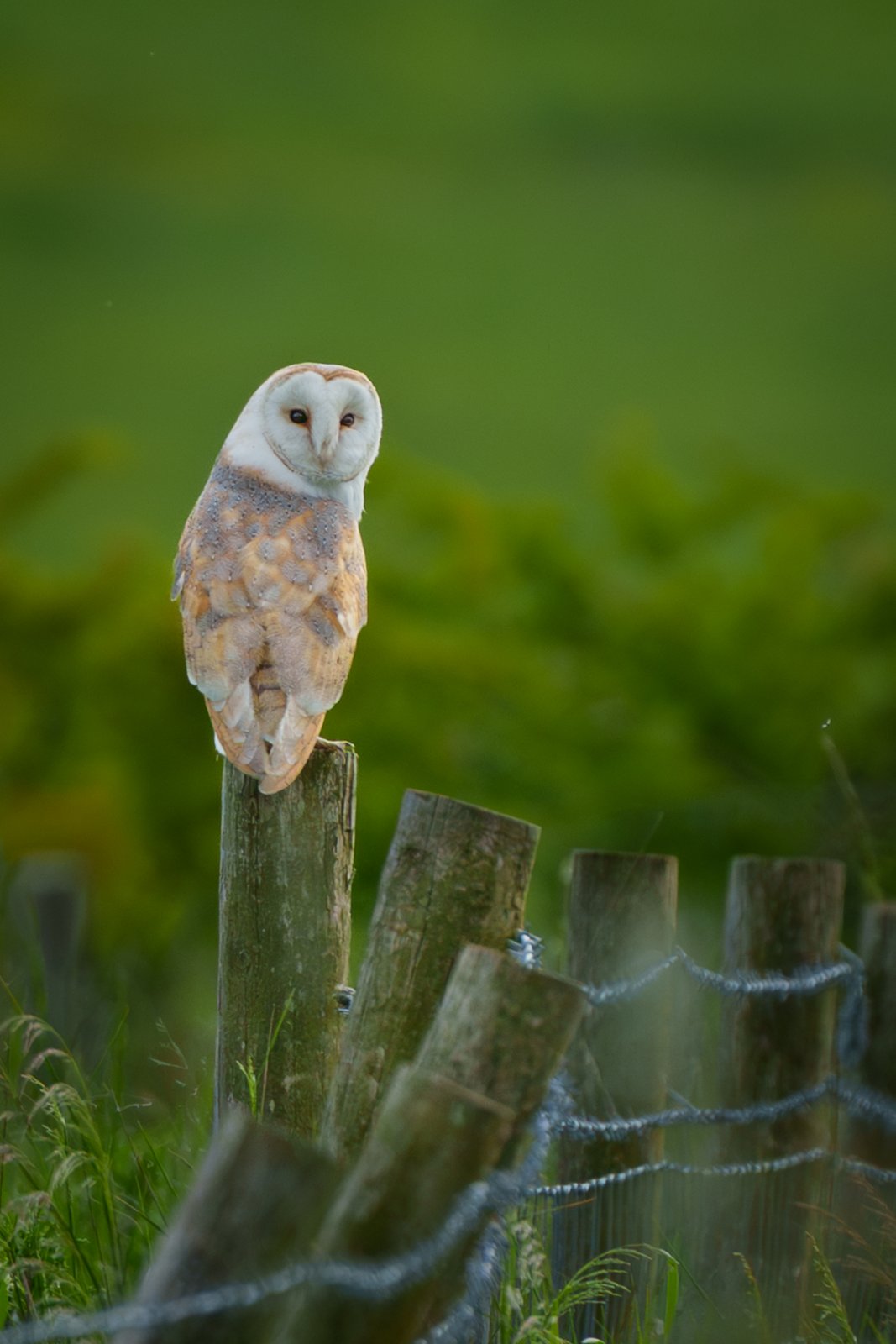 Barn Owl on the Fence Line - a photography print from NorthernPixl