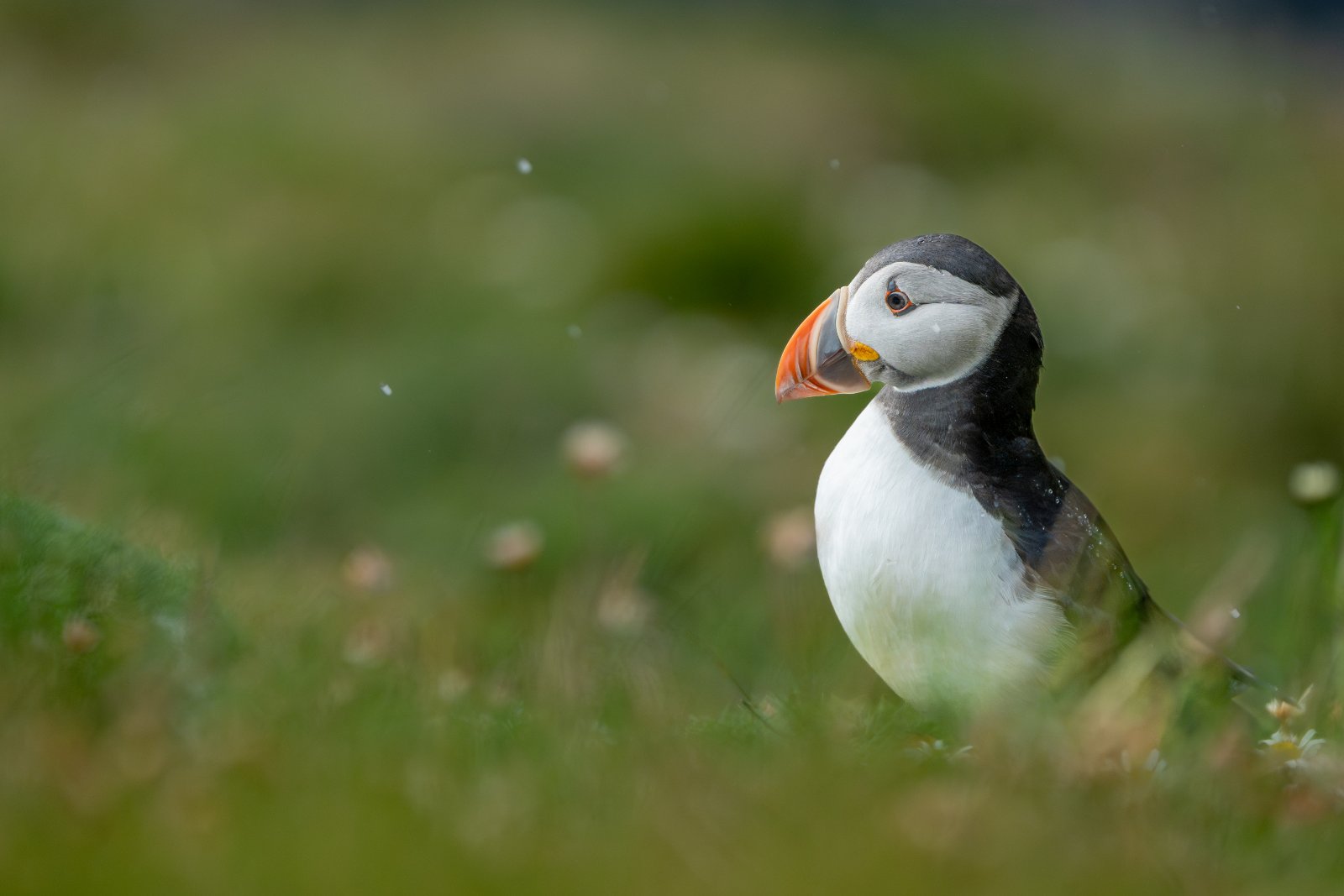 Puffin, Farne Islands - a photography print from NorthernPixl