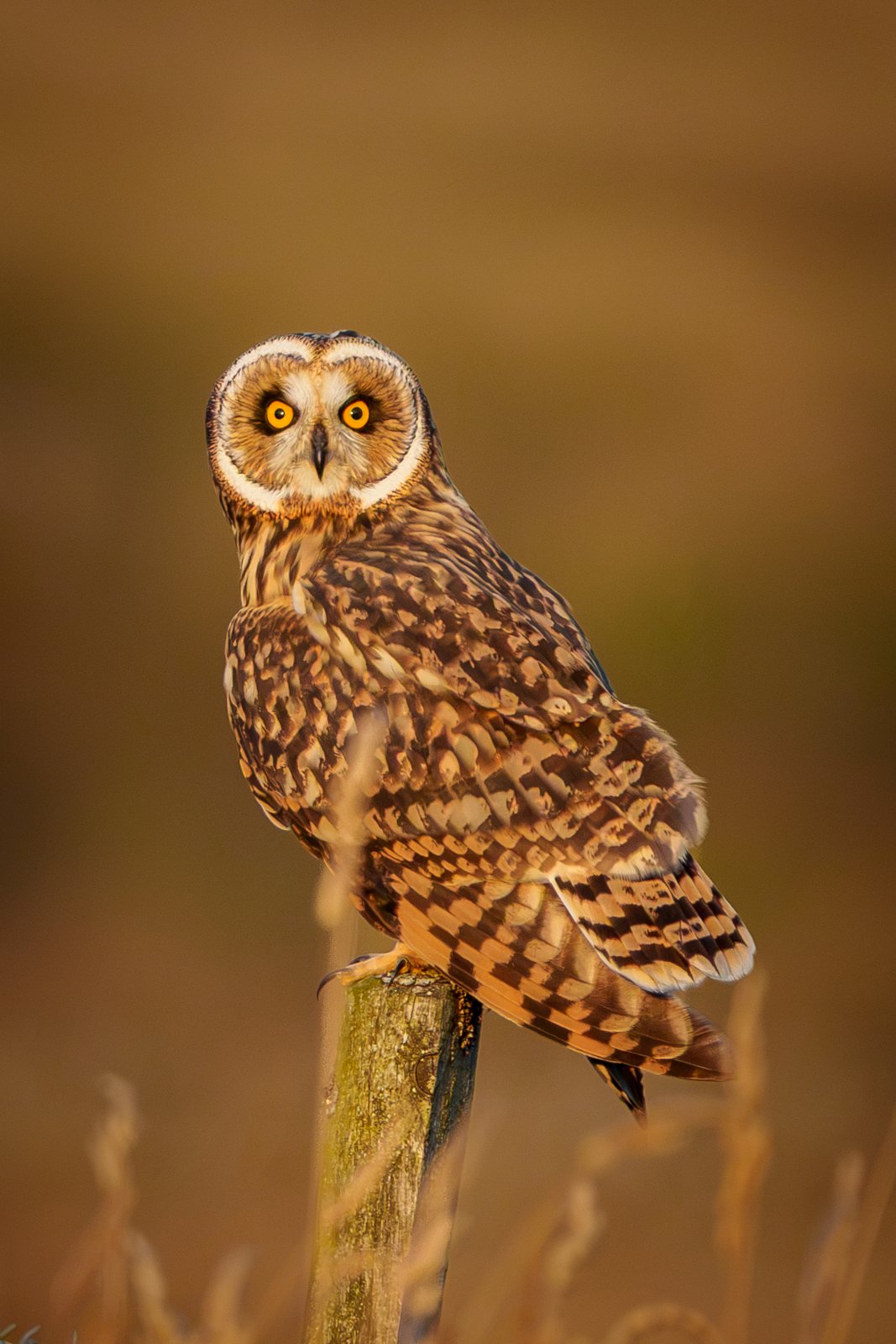 Short-Eared Owl, Close Watch - a photography print from NorthernPixl