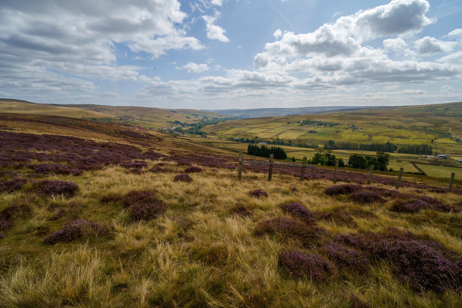 Heather in Bloom, North Pennines - a photography print from NorthernPixl