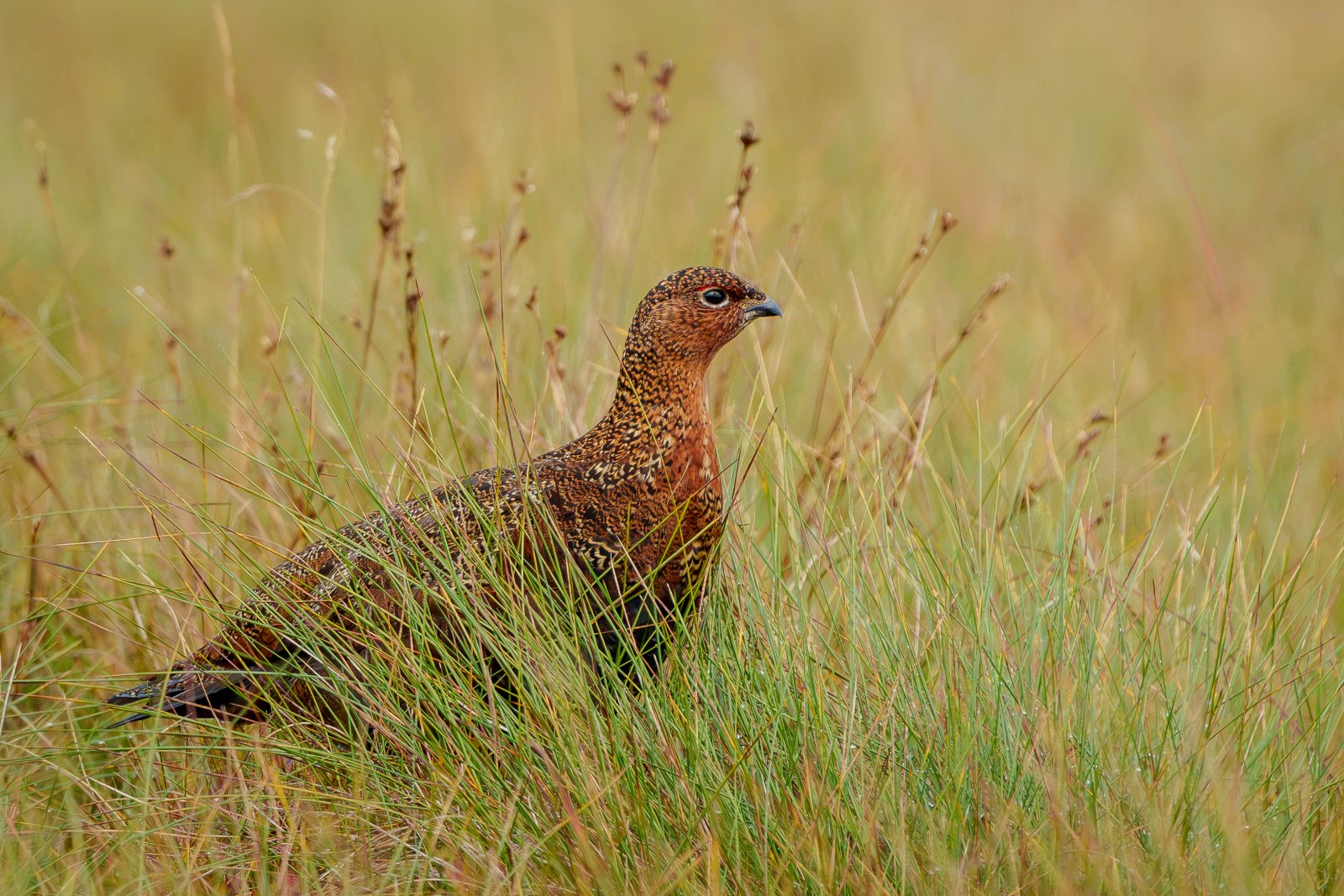 Red Grouse on the Moor - a photography print from NorthernPixl