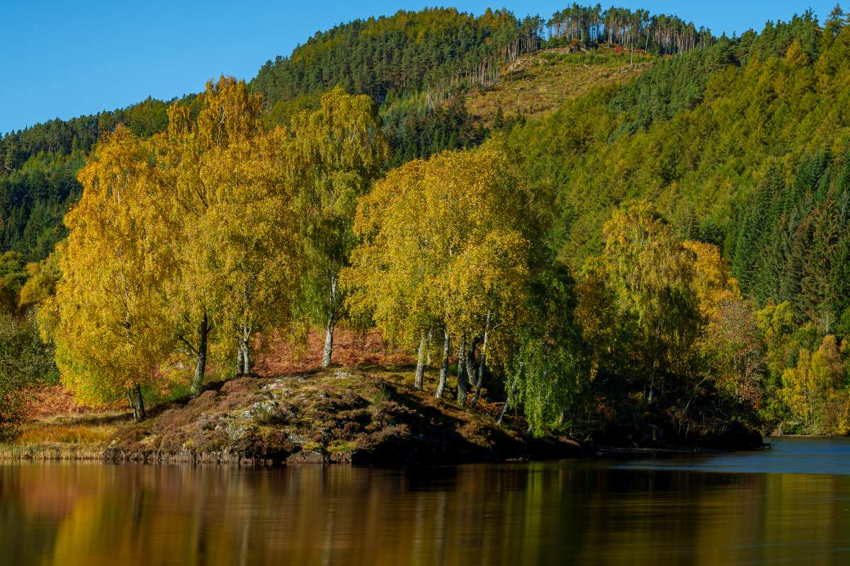 Golden Birches, Loch Tummel - a photography print from NorthernPixl