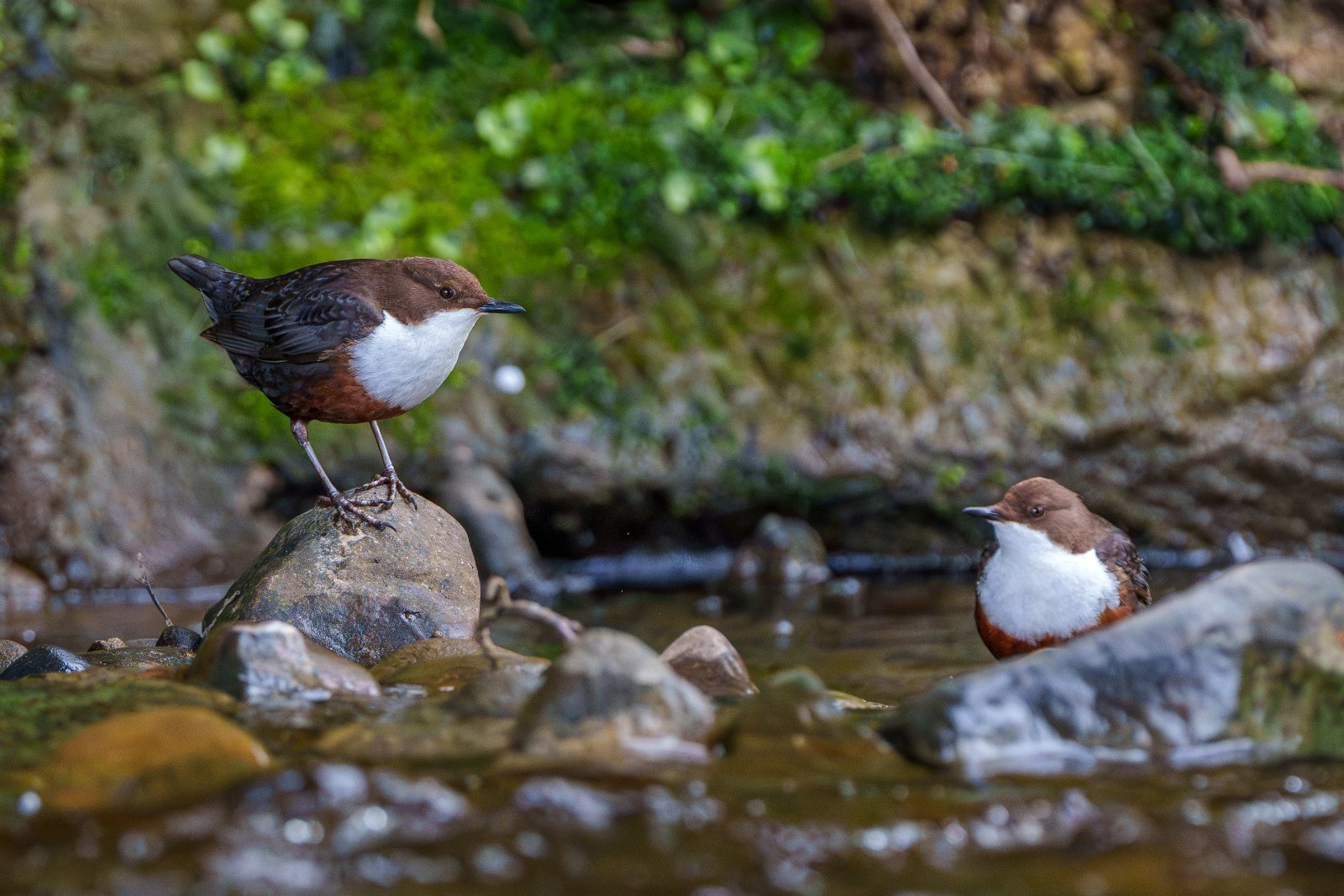 Dippers on the Beck - a photography print from NorthernPixl
