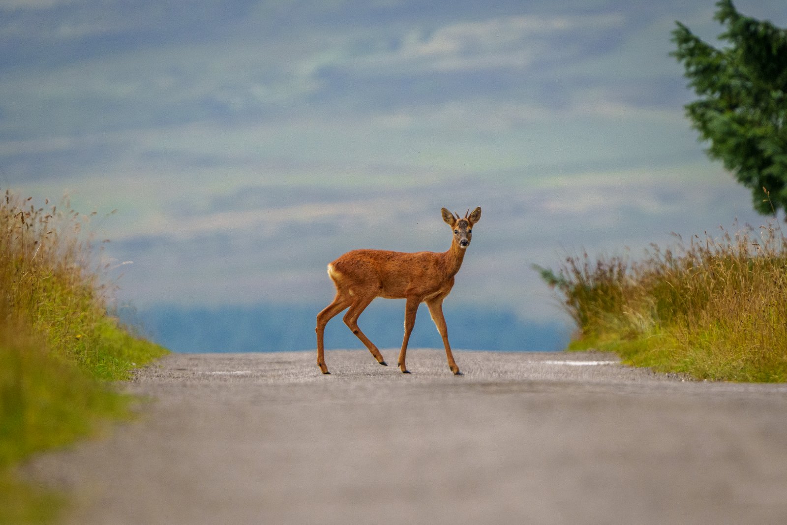 The Crossing - a photography print from NorthernPixl