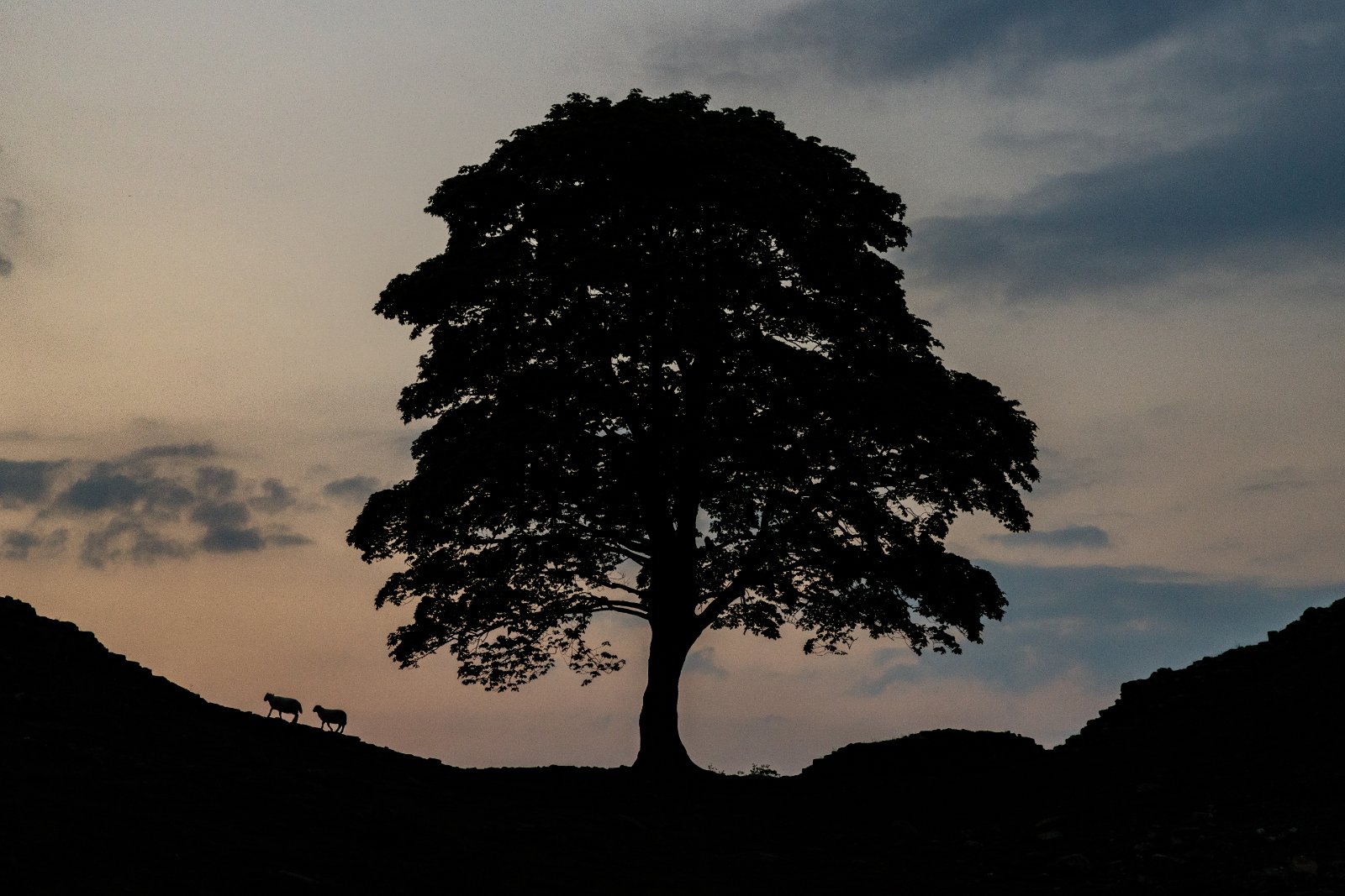 Sycamore Gap, Hadrian's Wall - a photography print from NorthernPixl