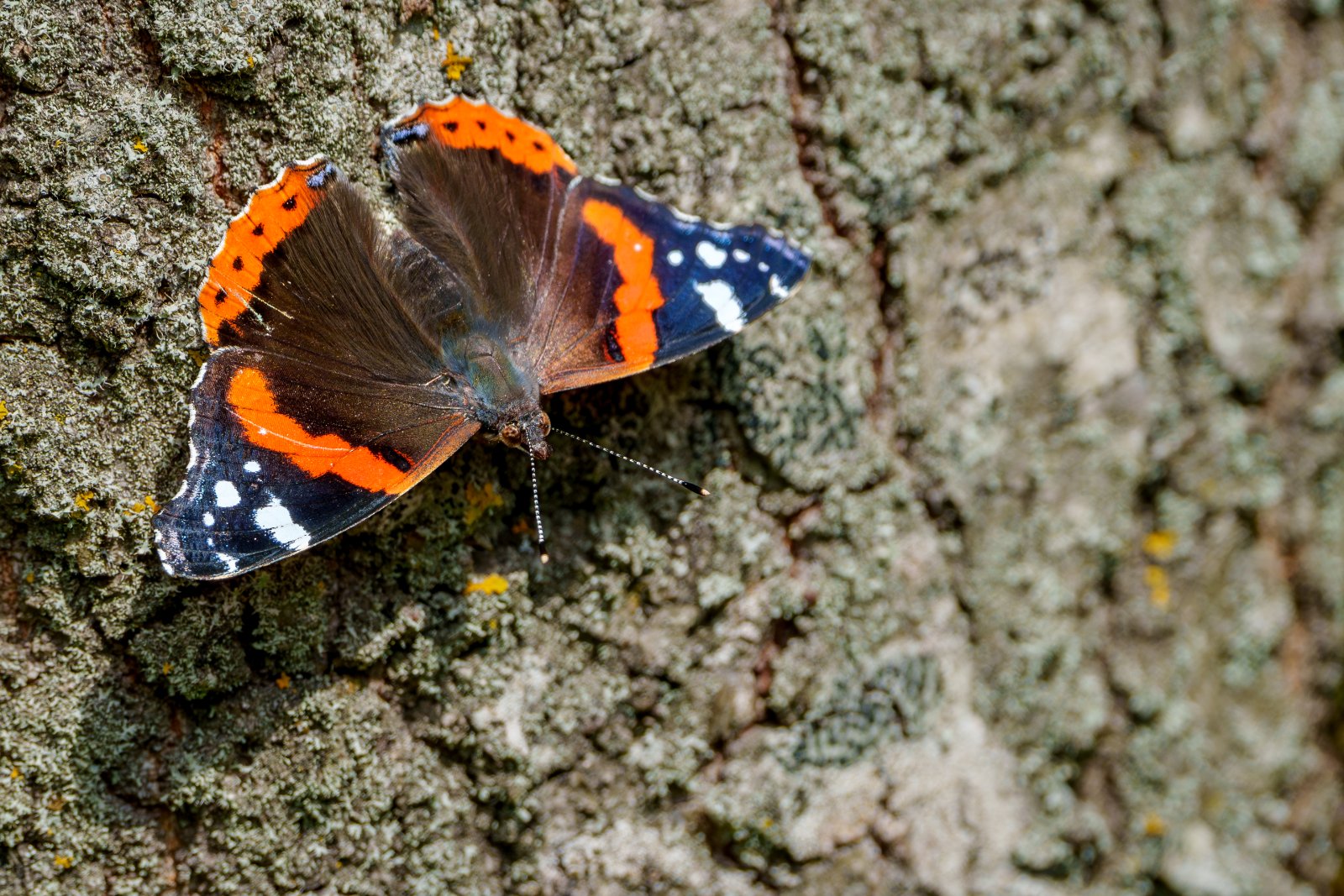 Red Admiral on Bark - a photography print from NorthernPixl