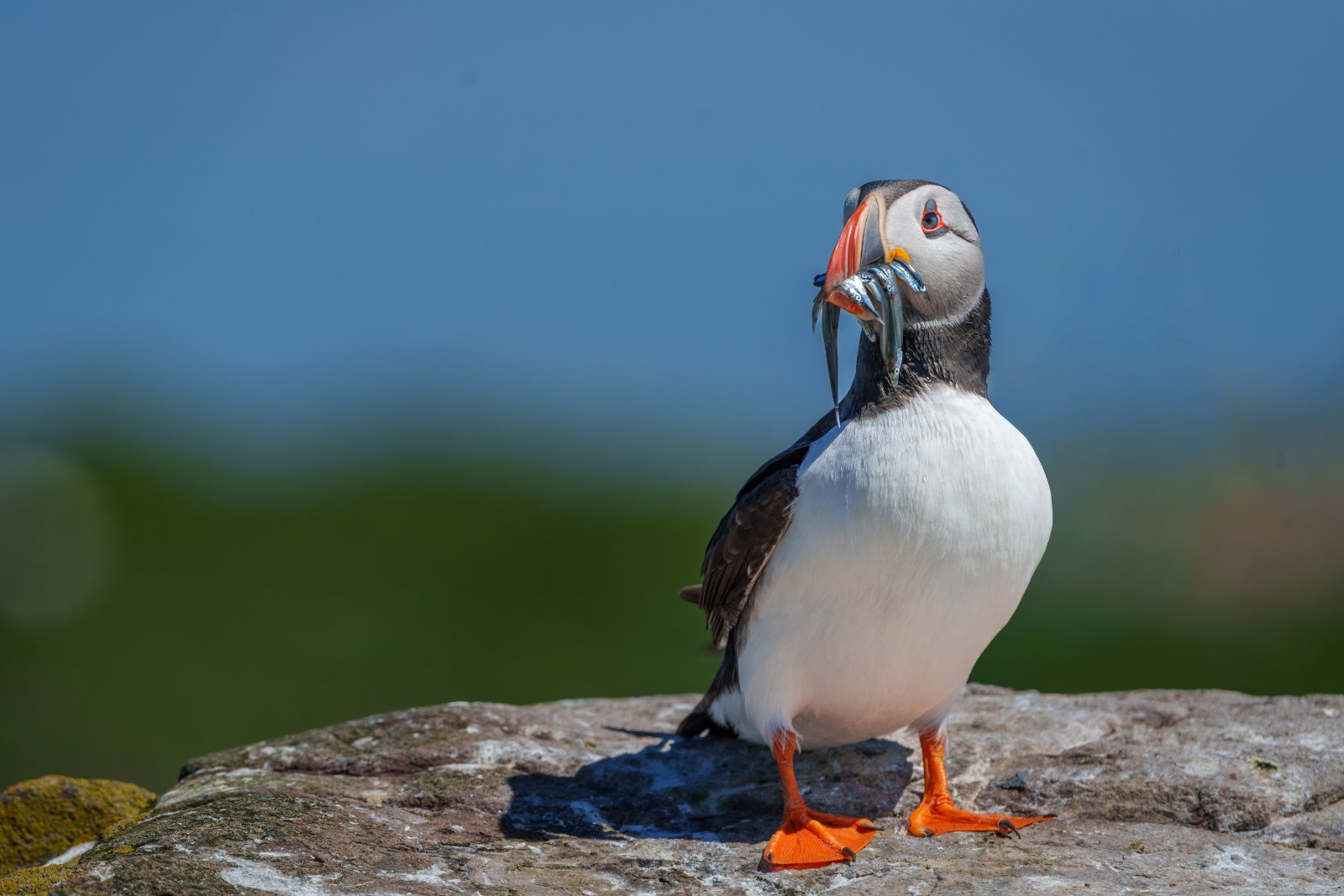 Puffin with a Catch - a photography print from NorthernPixl