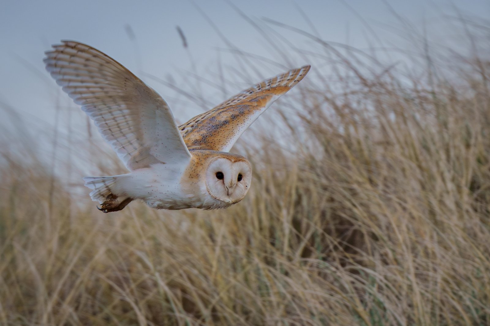 Barn Owl Over the Dunes - a photography print from NorthernPixl