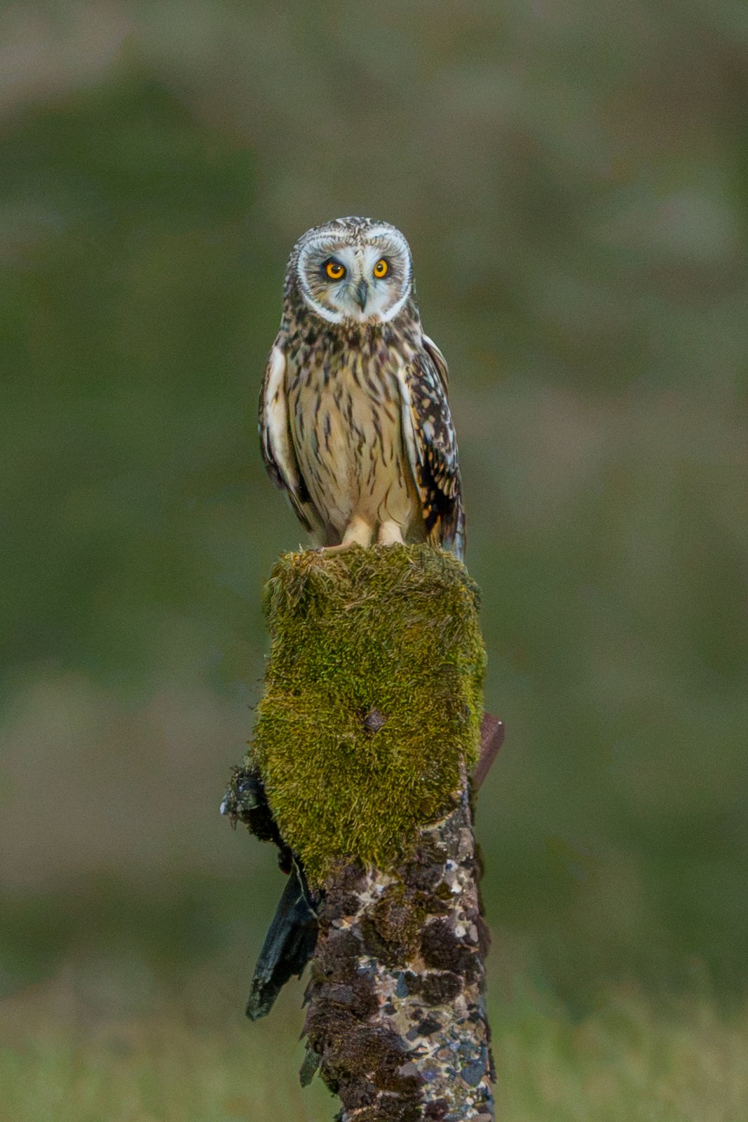 Short-Eared Owl on Watch - a photography print from NorthernPixl