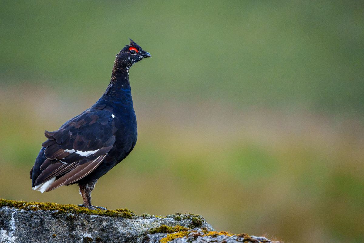 Blackcock at Dawn, North Pennines - a photography print from NorthernPixl