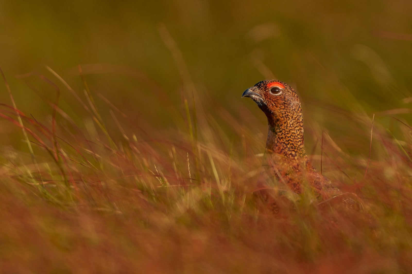 Red Grouse, Northumberland Moor - a photography print from NorthernPixl