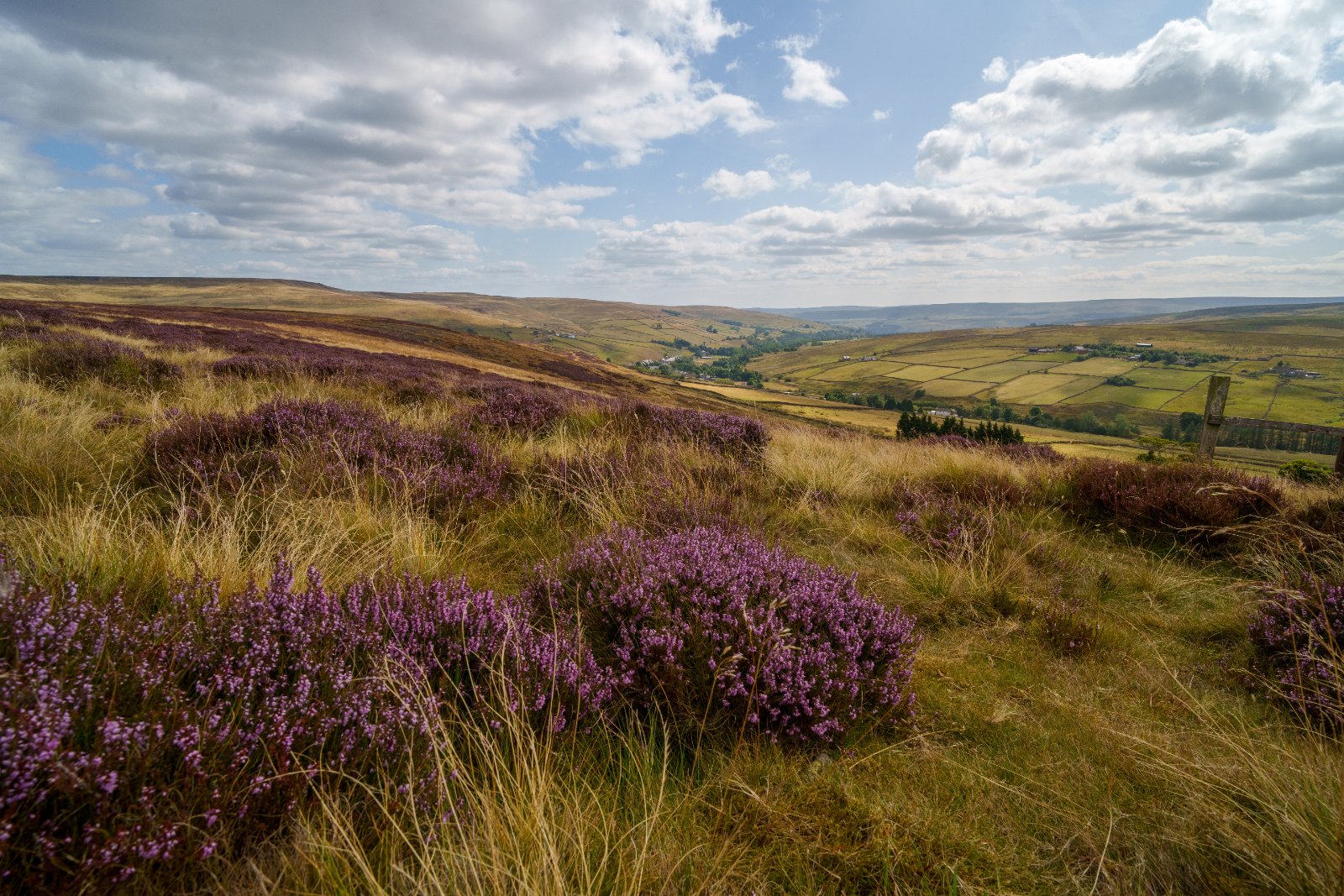 Purple Moor, North Pennines - a photography print from NorthernPixl