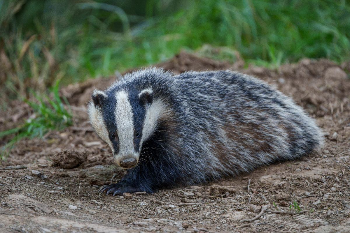 Badger at the Sett - a photography print from NorthernPixl