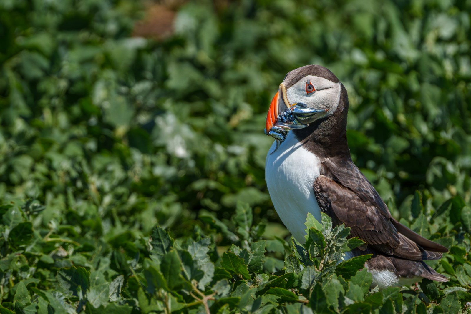 Puffin Among the Campion - a photography print from NorthernPixl