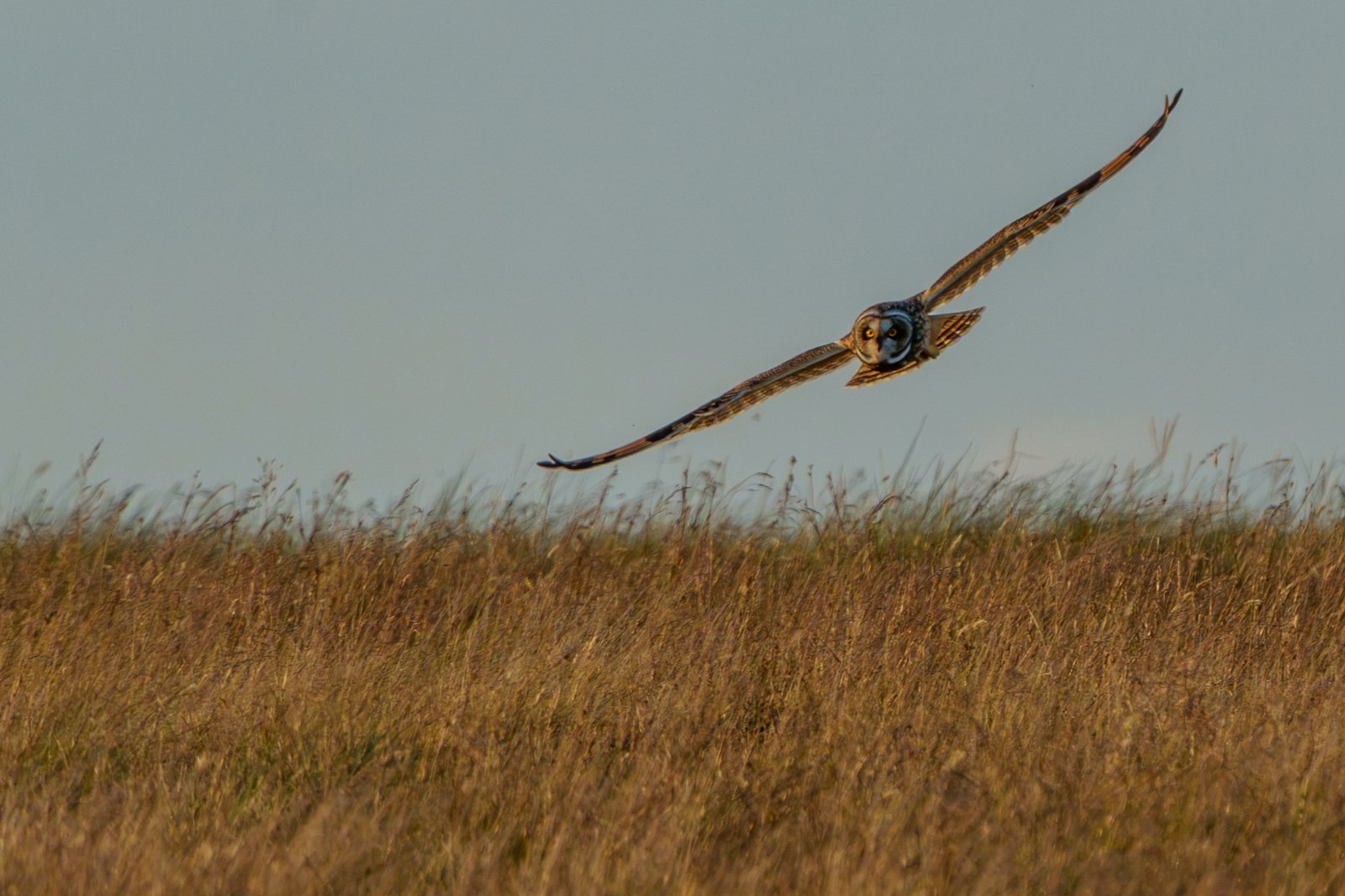 Eye to Eye, Short-Eared Owl - a photography print from NorthernPixl