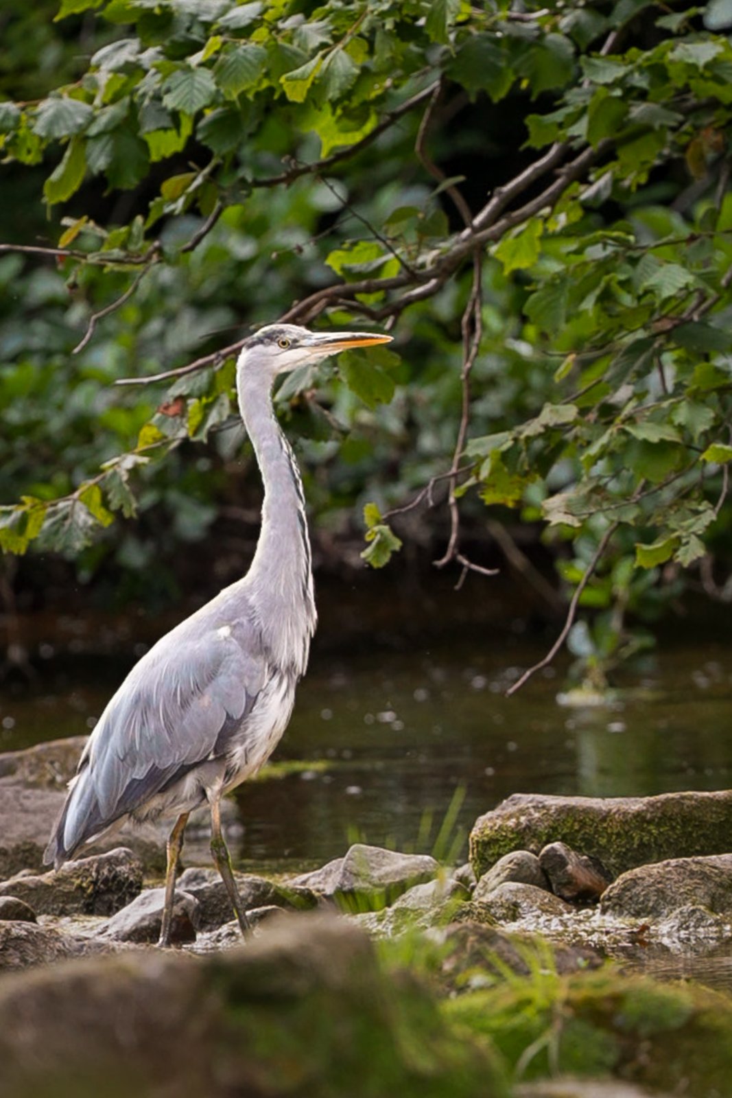 Grey Heron on the Riverbank - a photography print from NorthernPixl