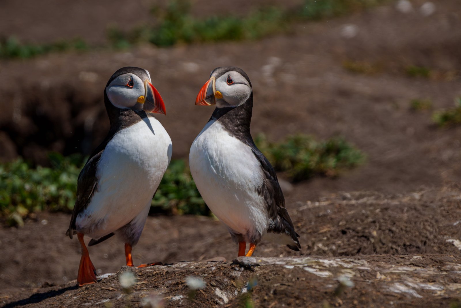 A Word Between Puffins - a photography print from NorthernPixl