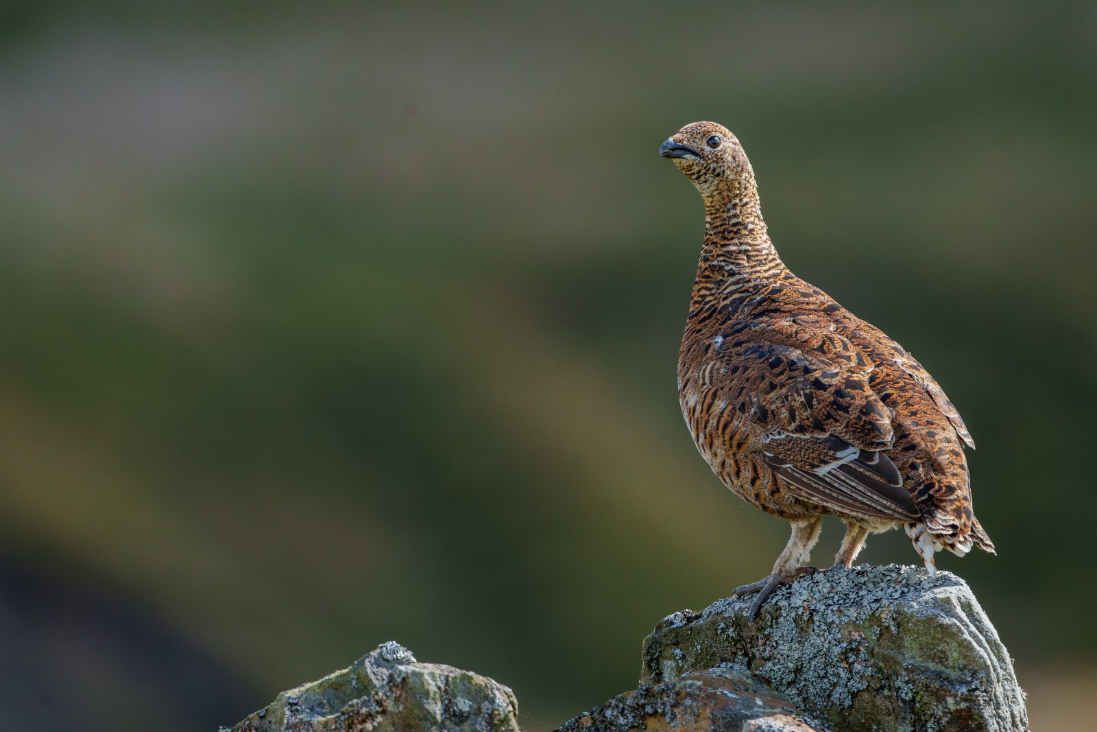 Grouse on the Lookout - a photography print from NorthernPixl