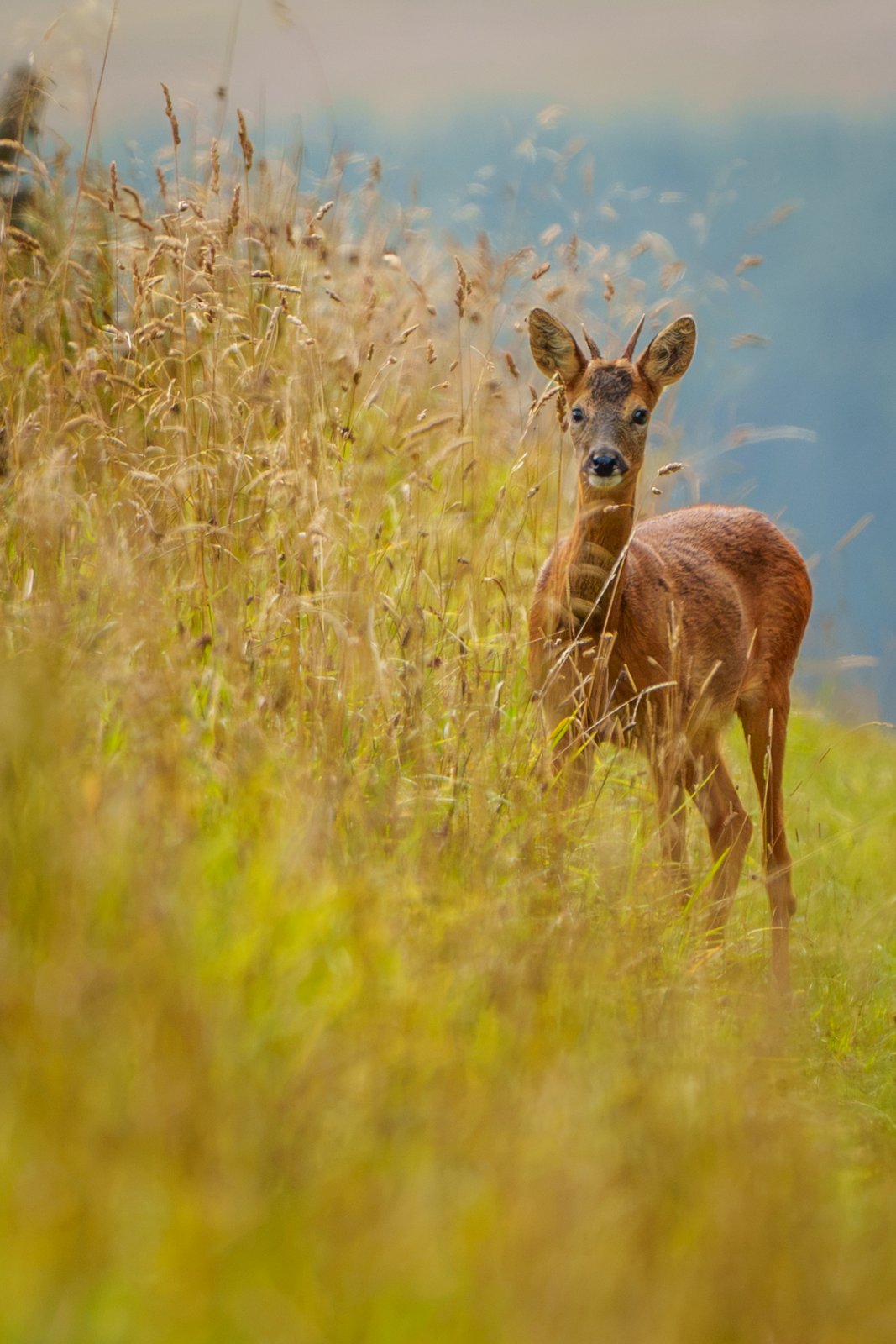 Roe Deer in the Long Grass - a photography print from NorthernPixl