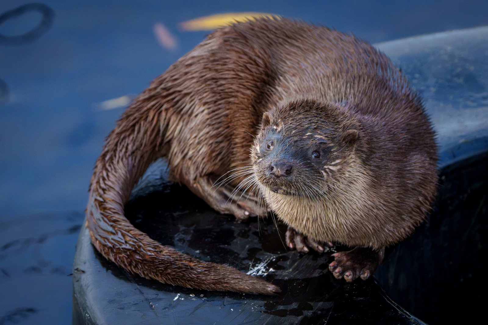 Otter at Rest - a photography print from NorthernPixl
