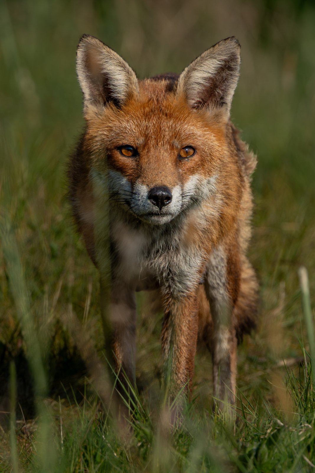 Fox in the Long Grass - a photography print from NorthernPixl