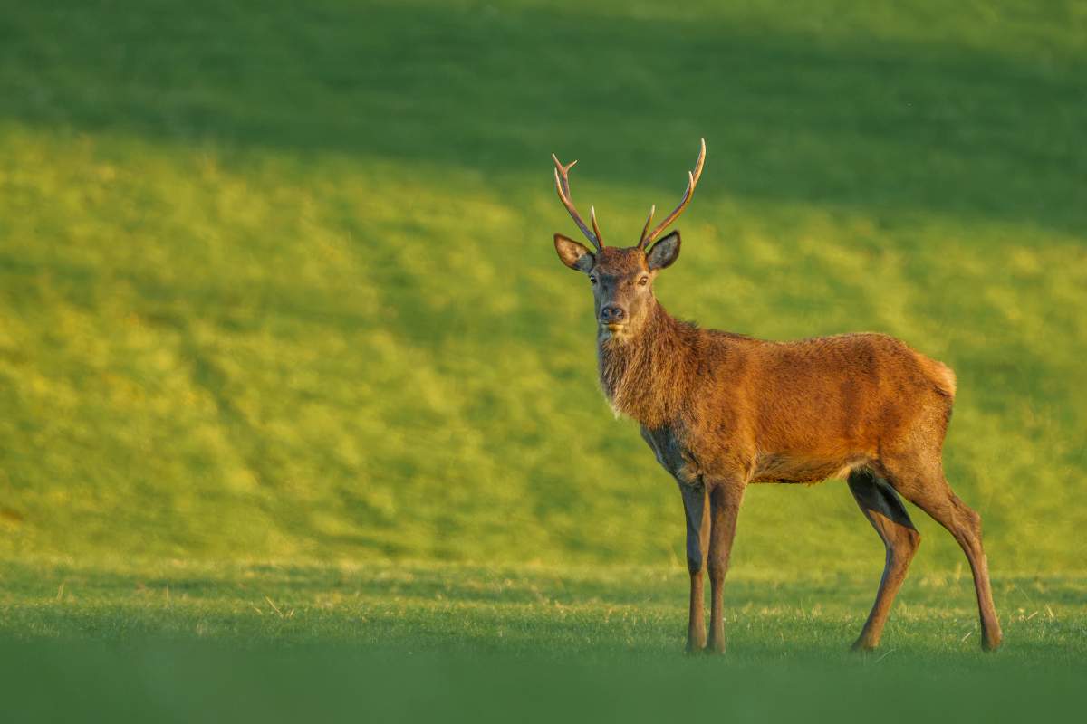 Red Deer Stag, near Aviemore - a photography print from NorthernPixl