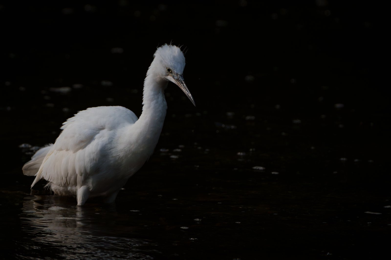 Little Egret in Low Light - a photography print from NorthernPixl