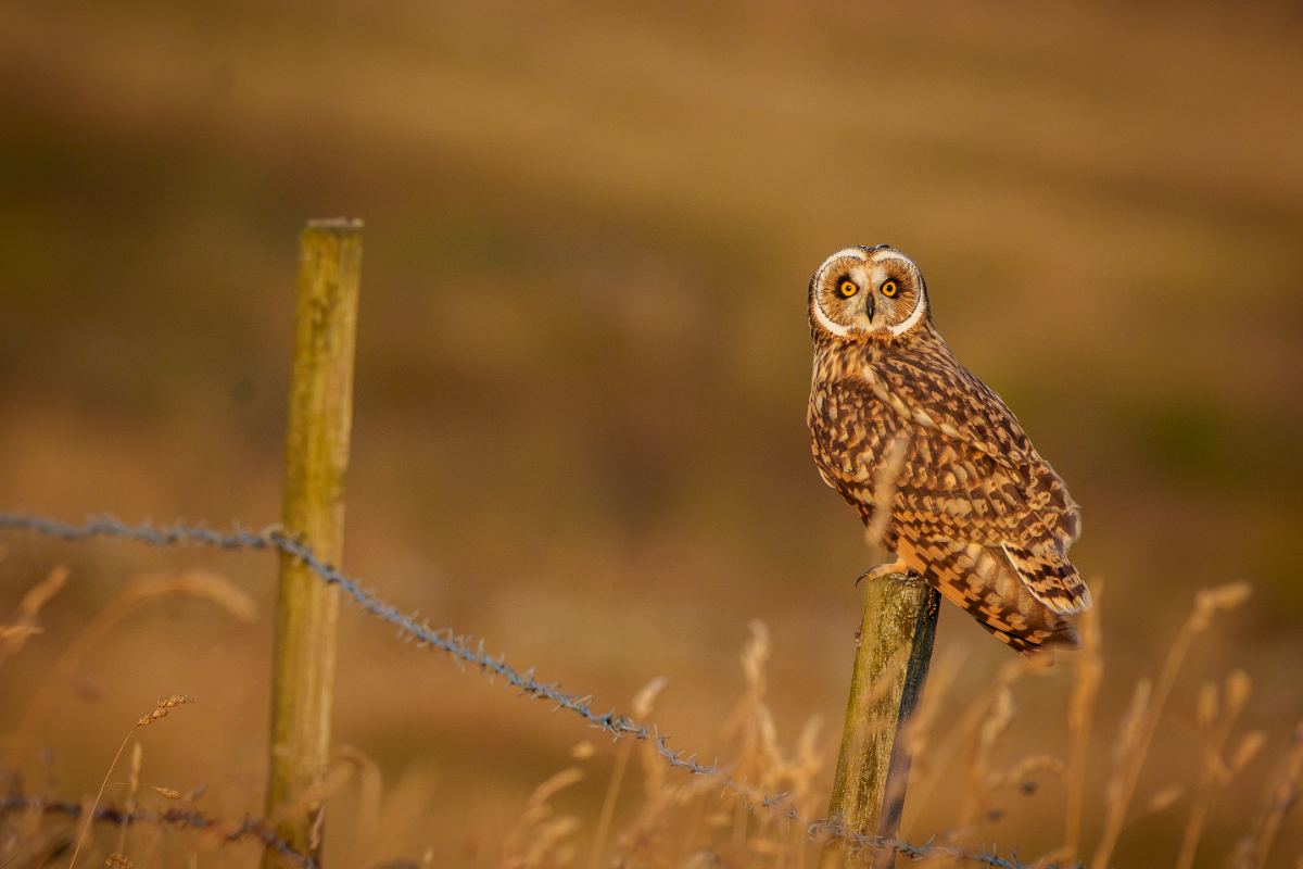 The Golden Sentinel - a photography print from NorthernPixl