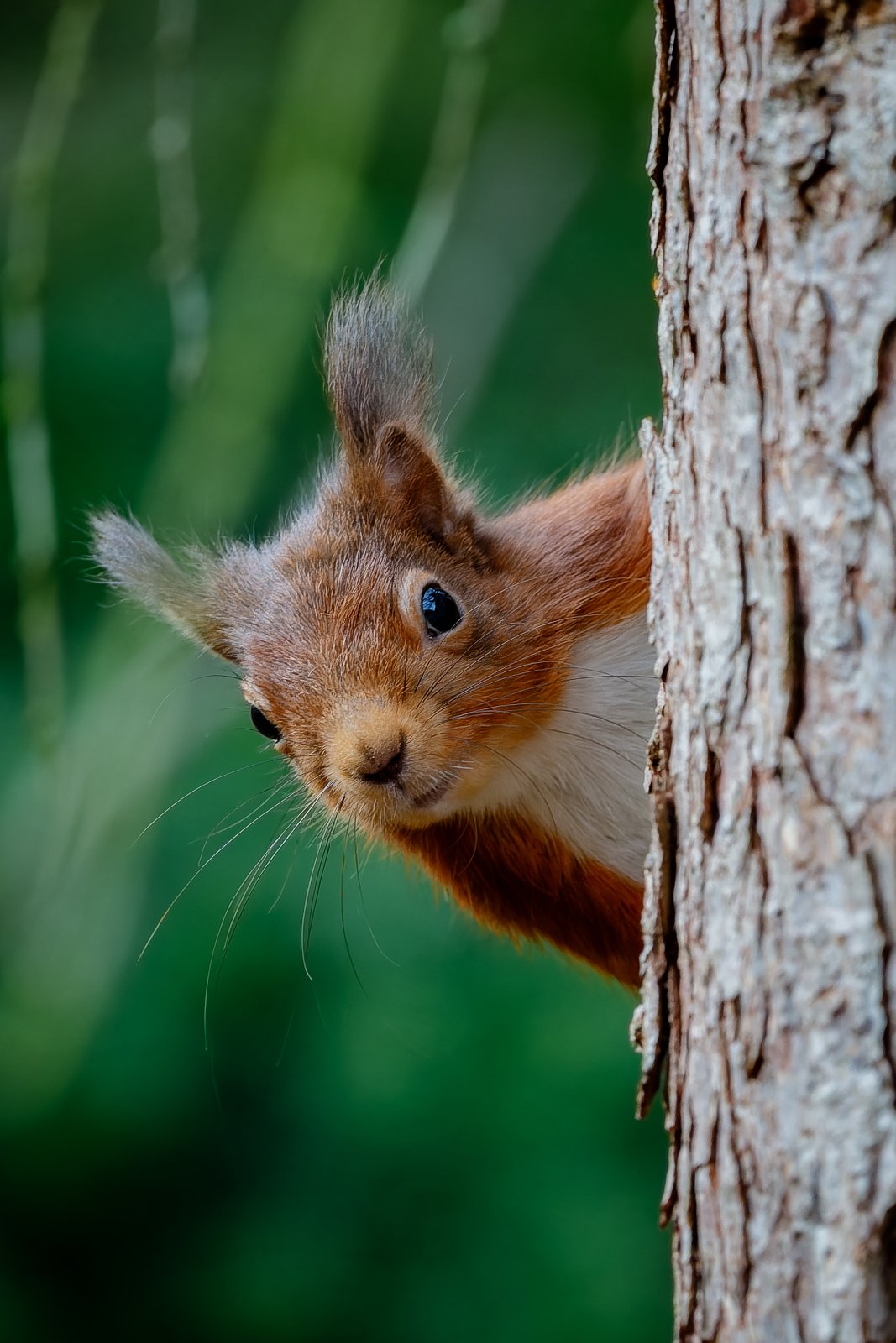 Red Squirrel, Peeking - a photography print from NorthernPixl