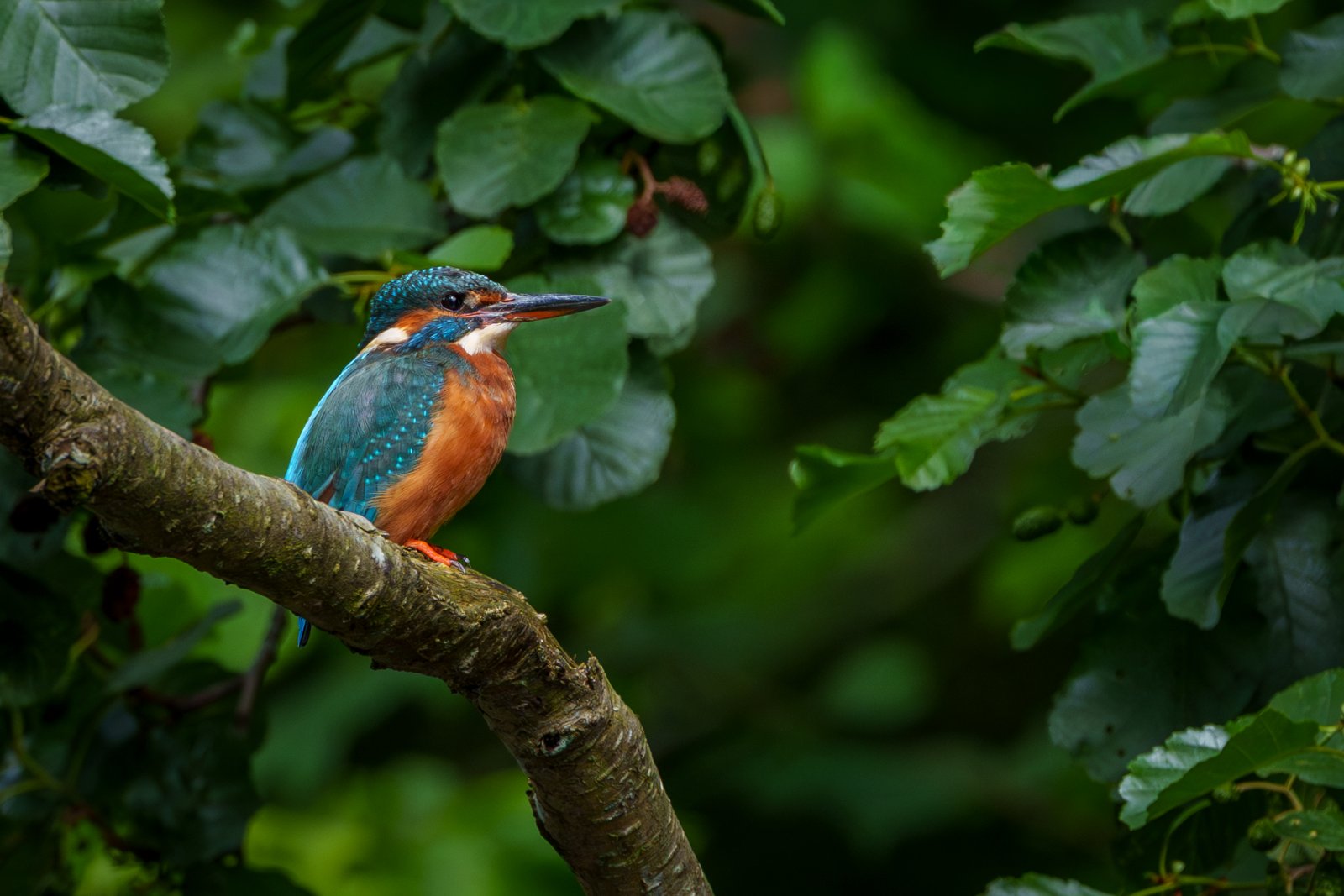 Kingfisher in the Alder - a photography print from NorthernPixl