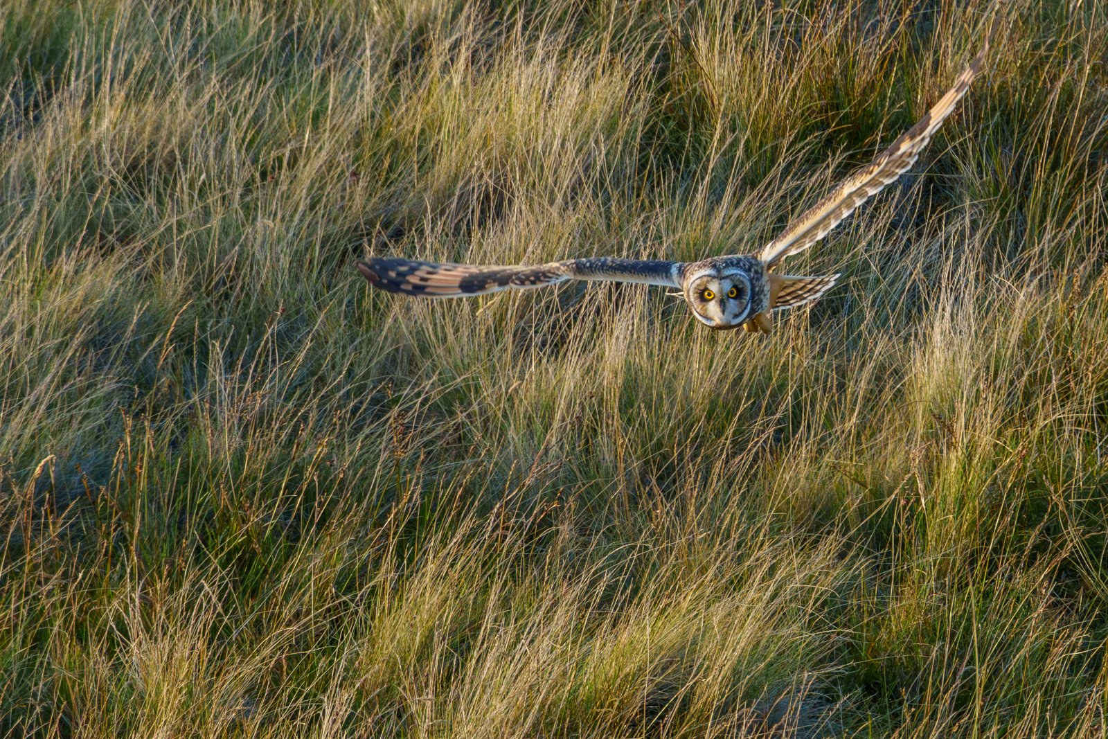 Short-Eared Owl on the Hunt - a photography print from NorthernPixl