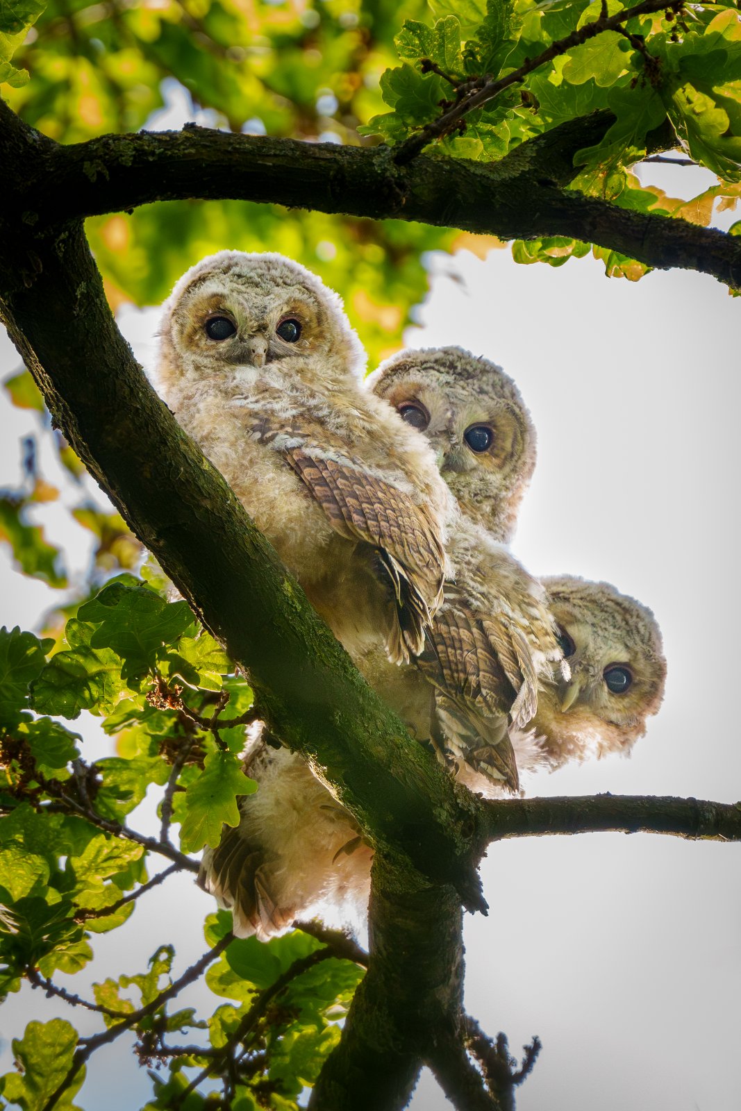 Three Tawny Owlets - a photography print from NorthernPixl