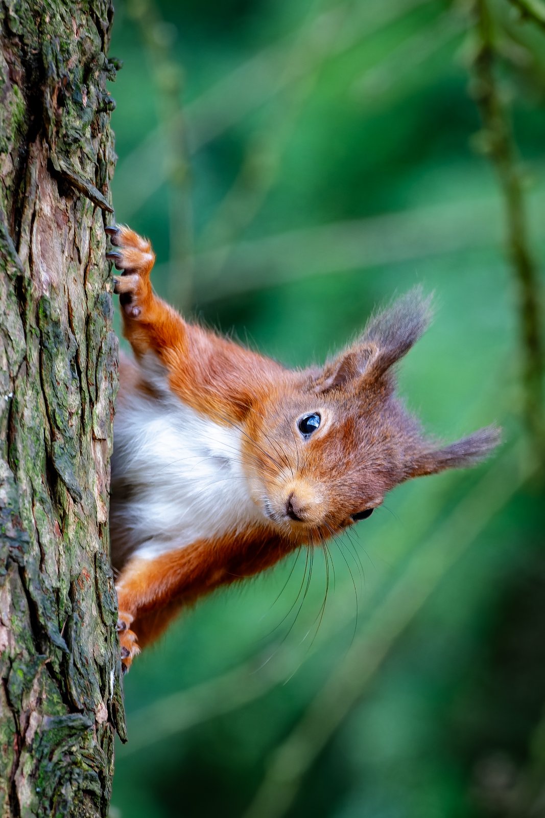 Red Squirrel on the Climb - a photography print from NorthernPixl