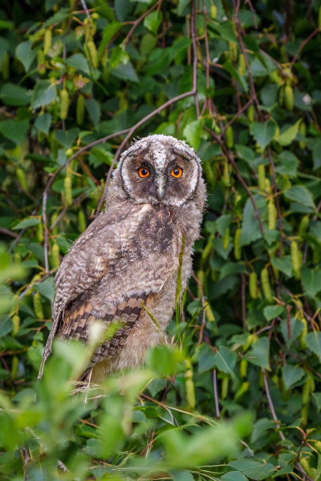 Young Long-Eared Owl - a photography print from NorthernPixl