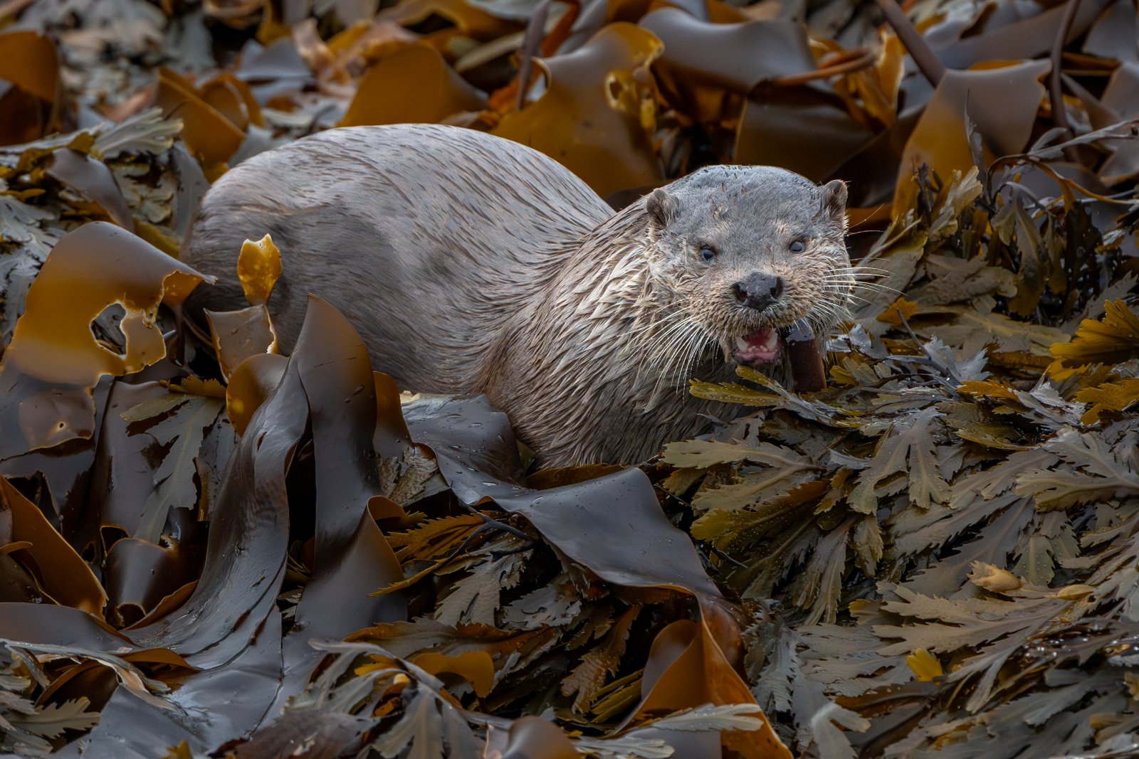 Otter in the Kelp - a photography print from NorthernPixl