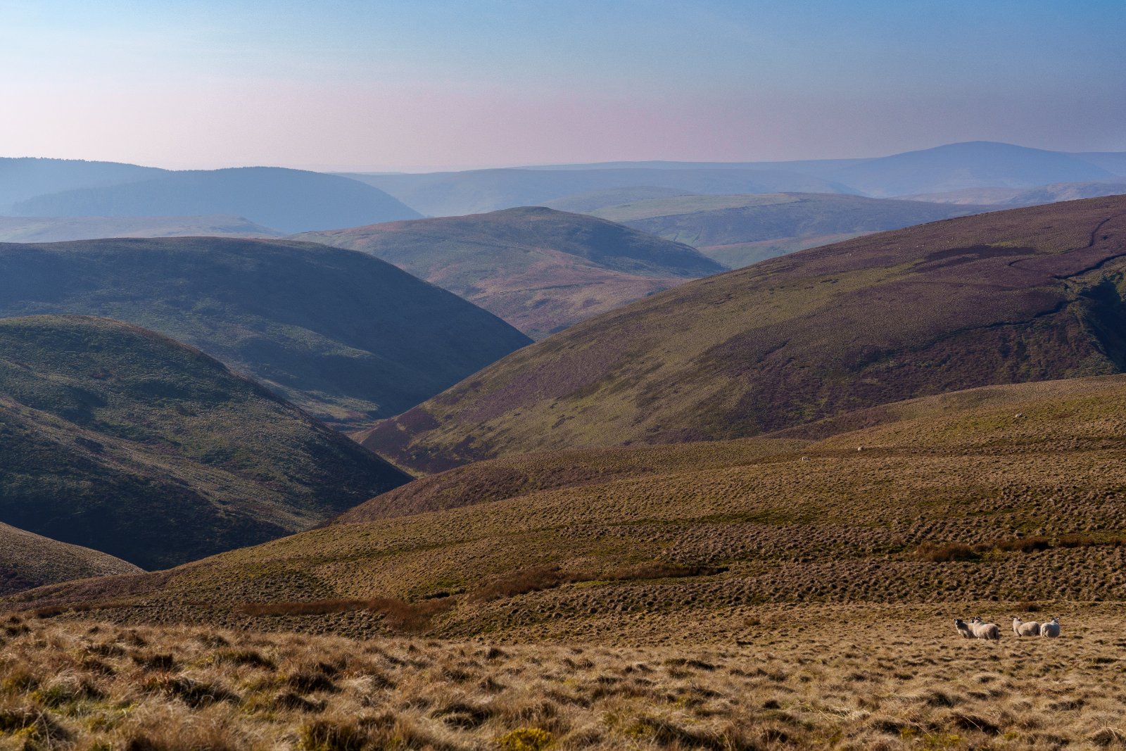 Hill Country, Cheviot Hills - a photography print from NorthernPixl