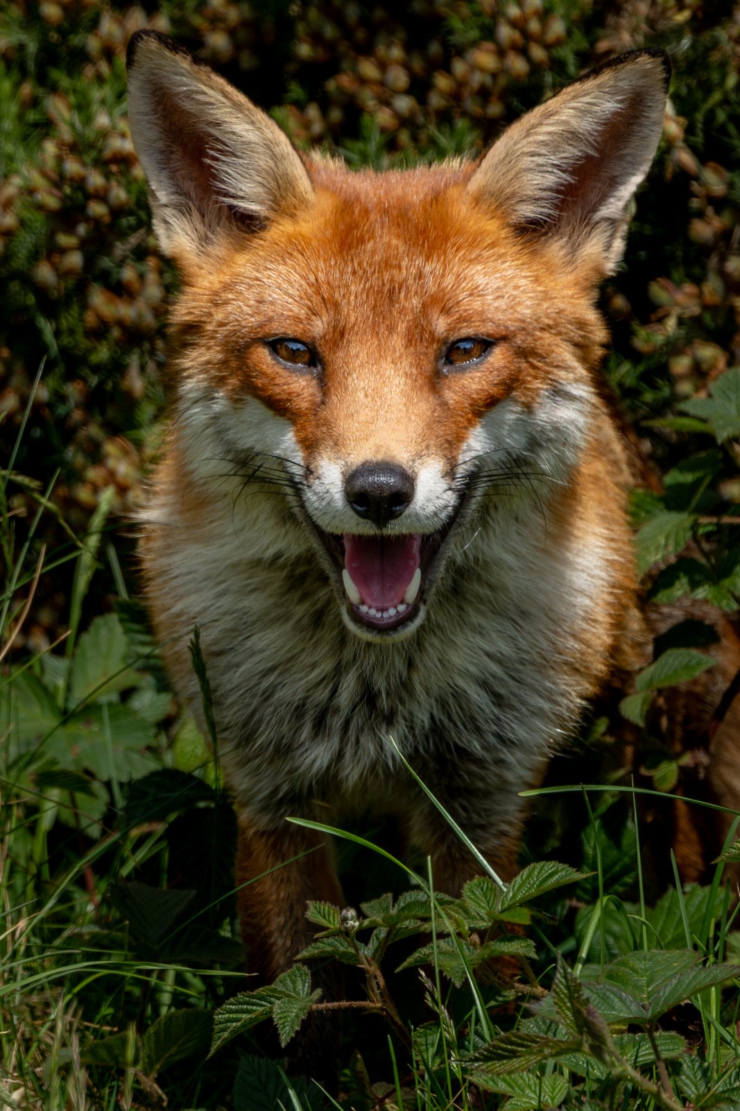 Fox Mid-Call - a photography print from NorthernPixl