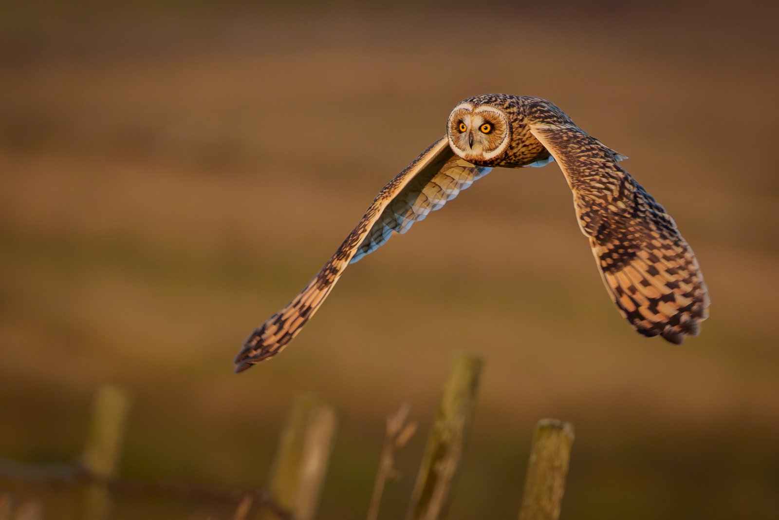 Short-Eared Owl on the Turn - a photography print from NorthernPixl