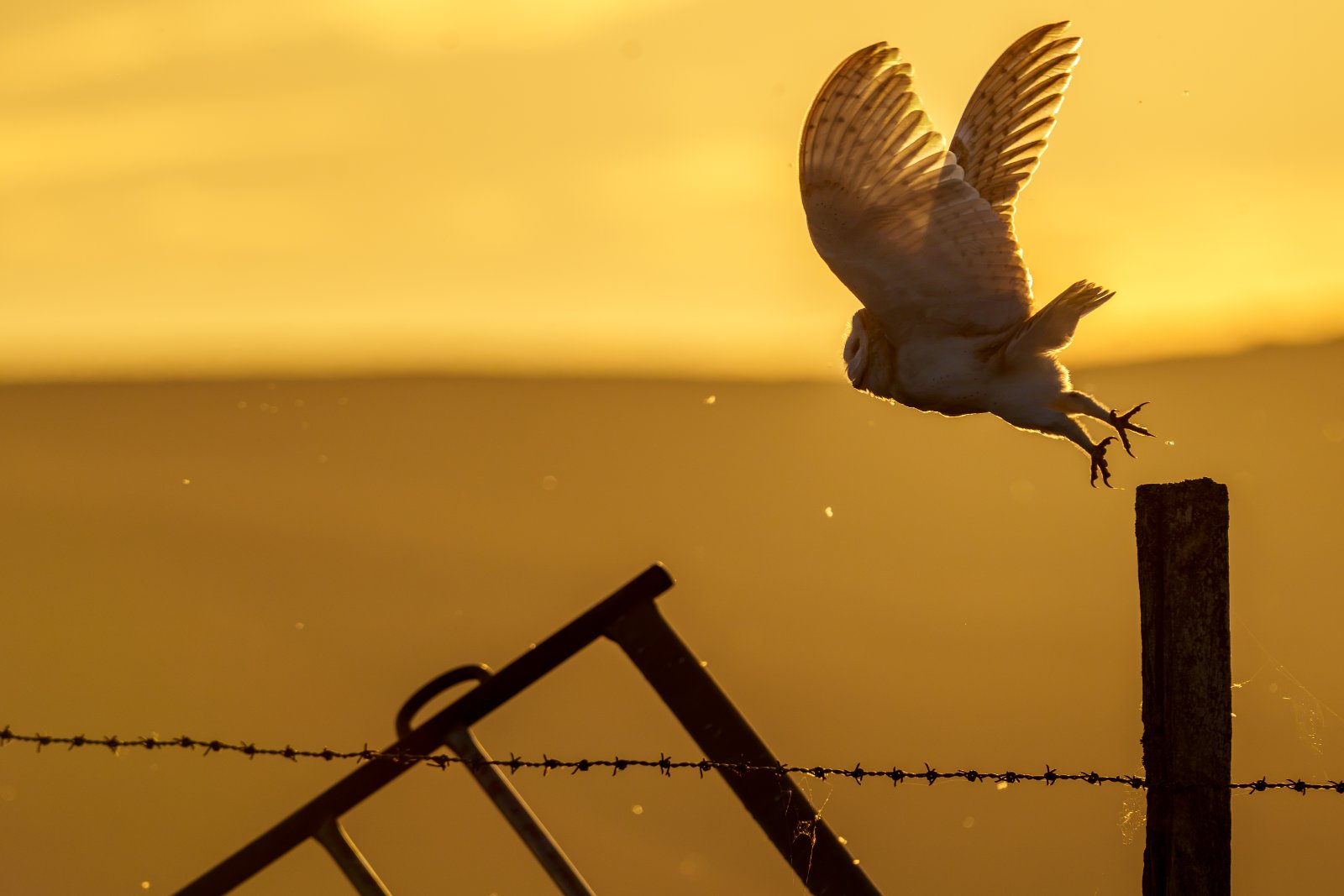 Barn Owl at Last Light - a photography print from NorthernPixl